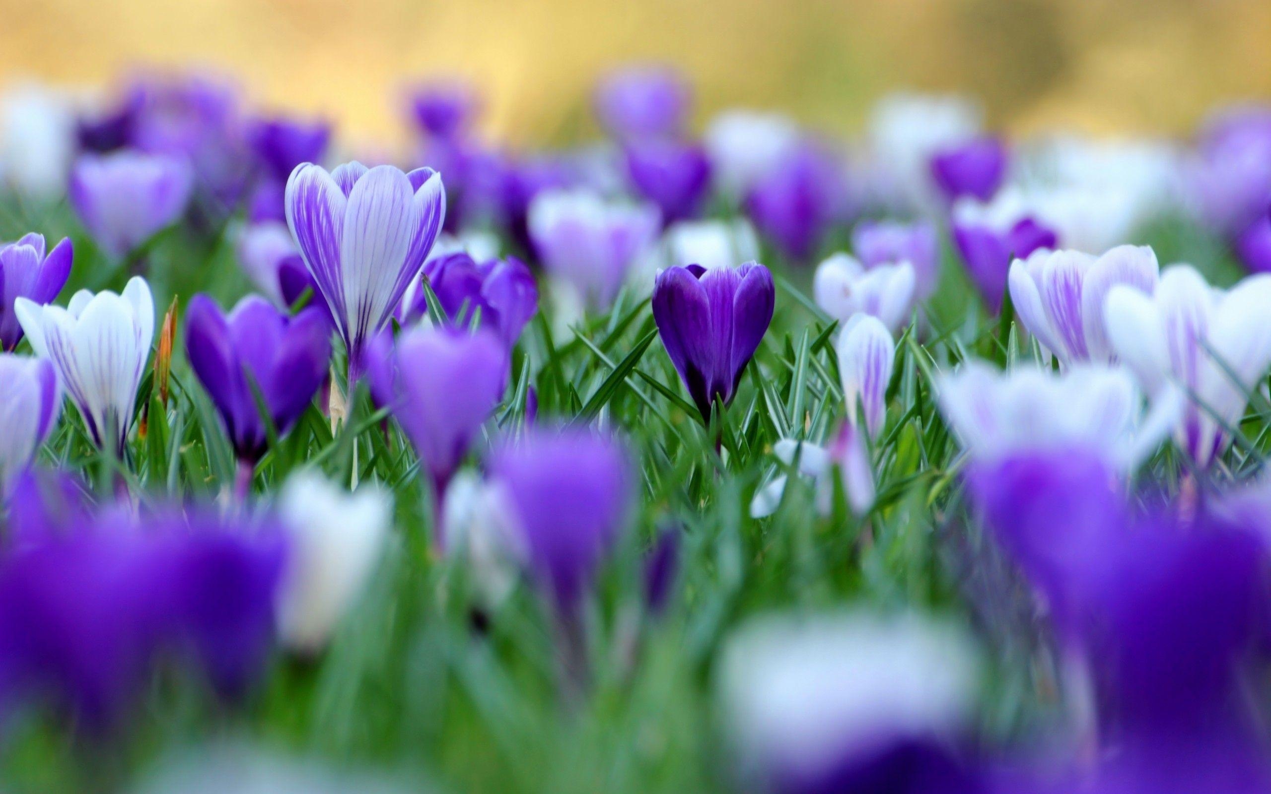 2560x1600 Purple Flowers Wallpaper. Purple Flowers Picture, Desktop