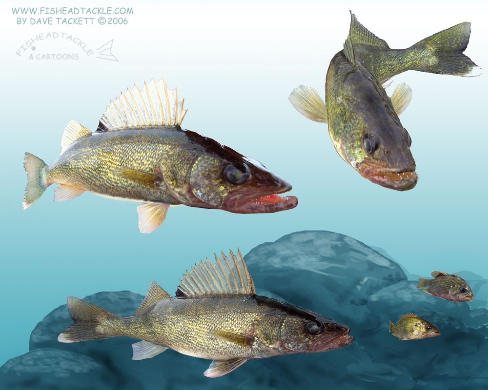 1000x800 Free download walleye wallpaper [] for your Desktop, Mobile & Tablet. Explore Fishing Lure Wallpaper Border. Trout Wallpaper Borders, Fly Fishing Wallpaper Border, Wallpaper Borders Fishing, Desktop