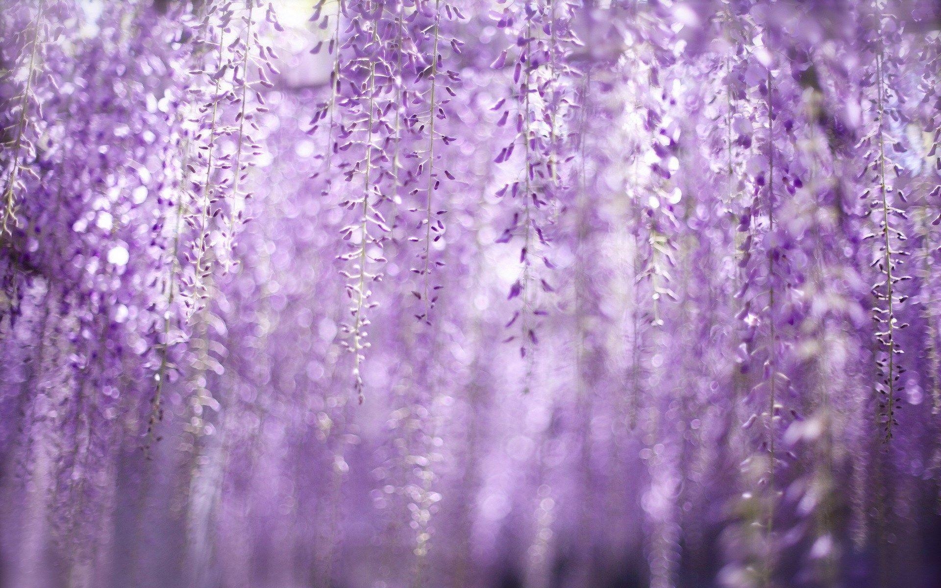 1920x1200 Spring Wisteria Flowers Bokeh HD Wallpaper, Desktop