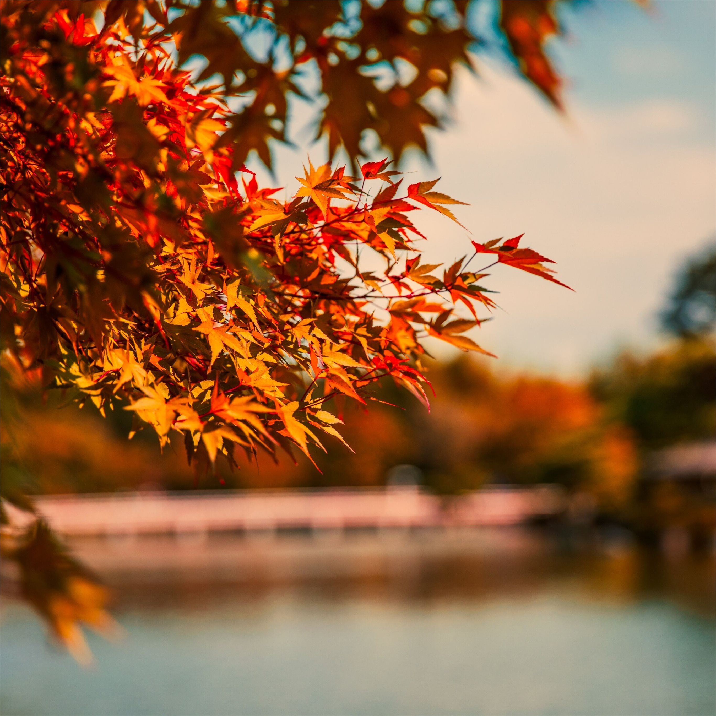 2740x2740 maple tree autumn lake 5k iPad Pro Wallpaper Free Download, Phone