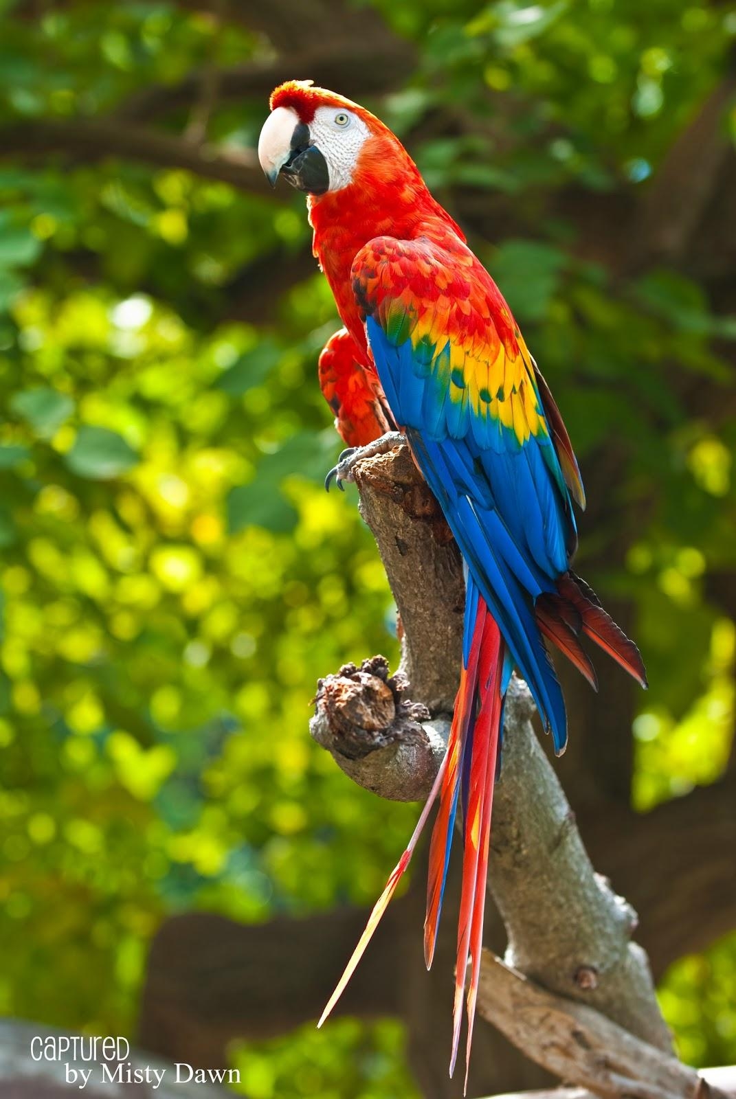 1080x1600 FreeWall profile of a scarlet macaw wallpaper, Phone