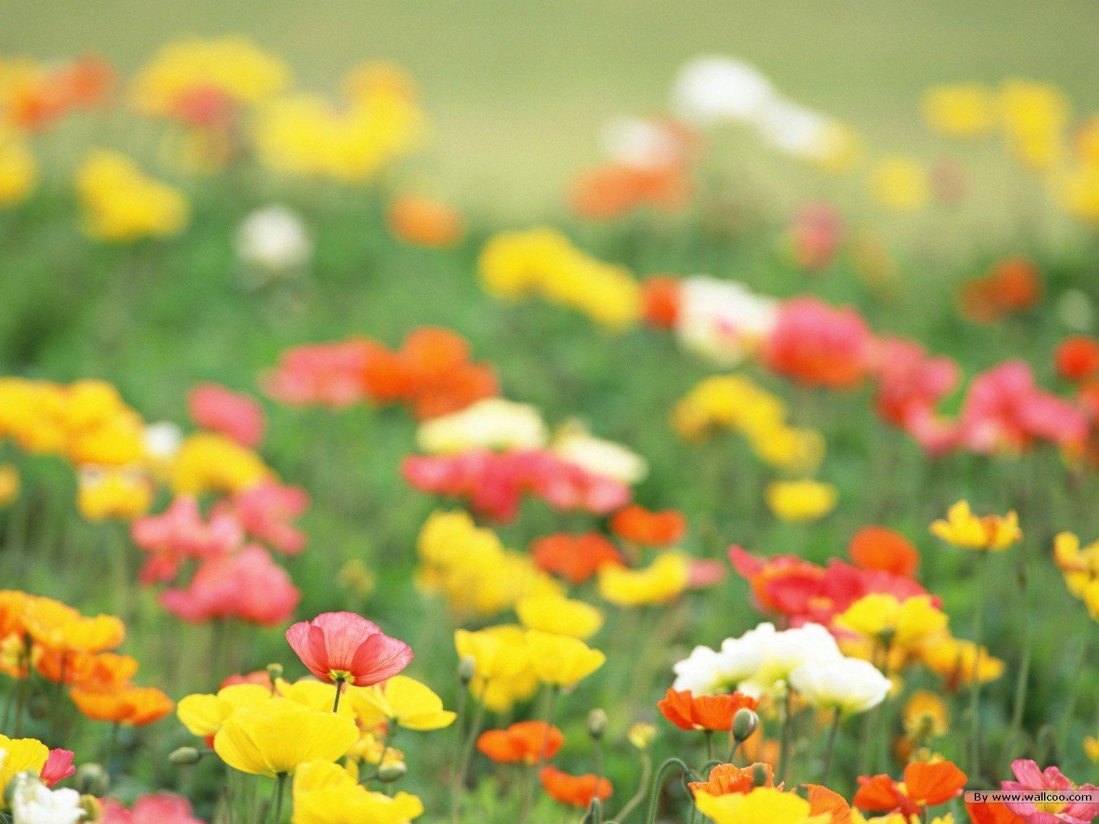 1600x1200 HD Colorful Wildflowers, The Brilliant World of Wild Flowers, Desktop