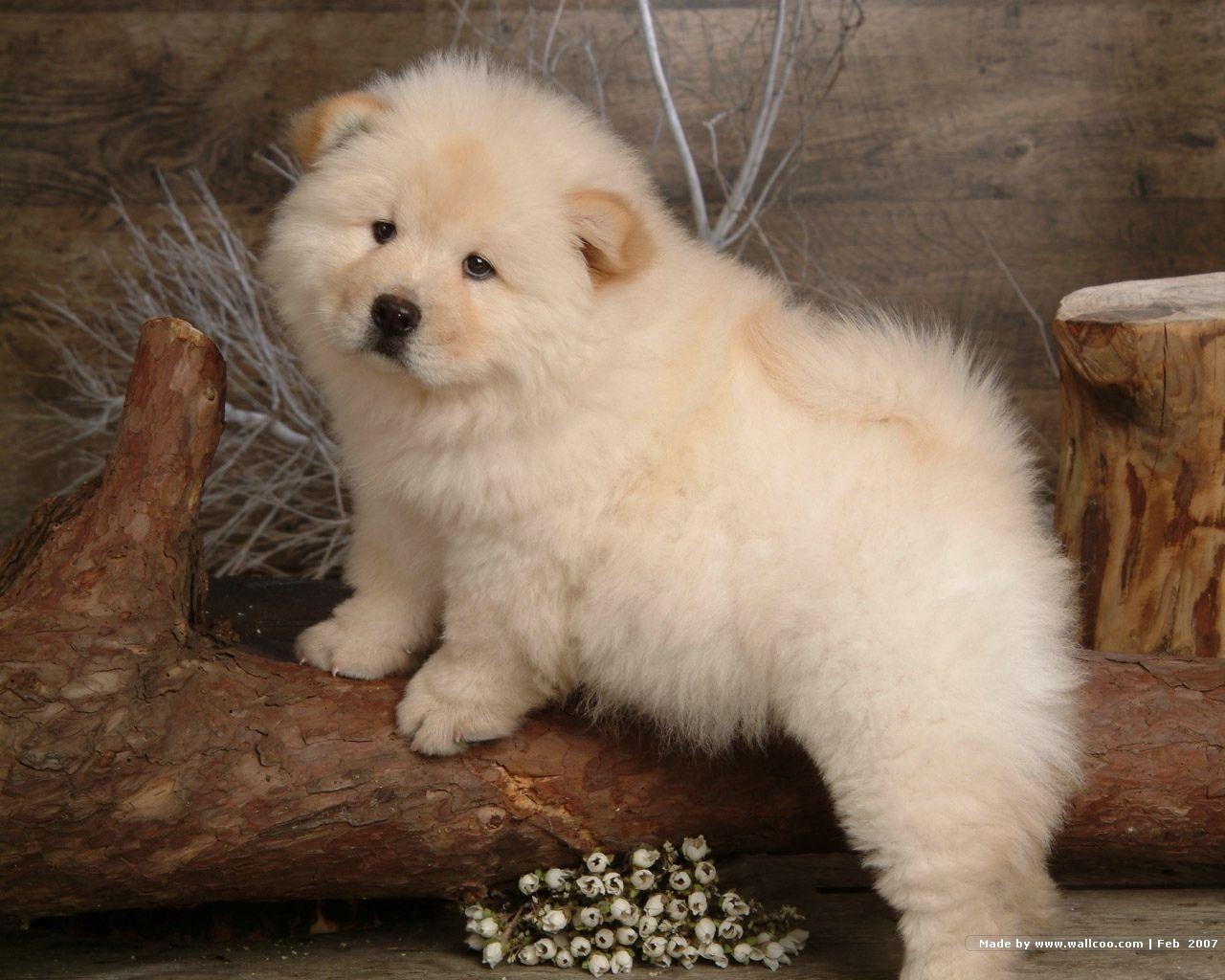 1280x1030 Chow Chow Wallpaper 5 X 1024, Desktop