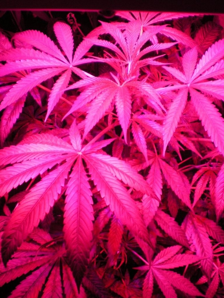 770x1030 Free download Pink Weed Leaf Wallpaper Medical cannabis gro5jpg, Phone