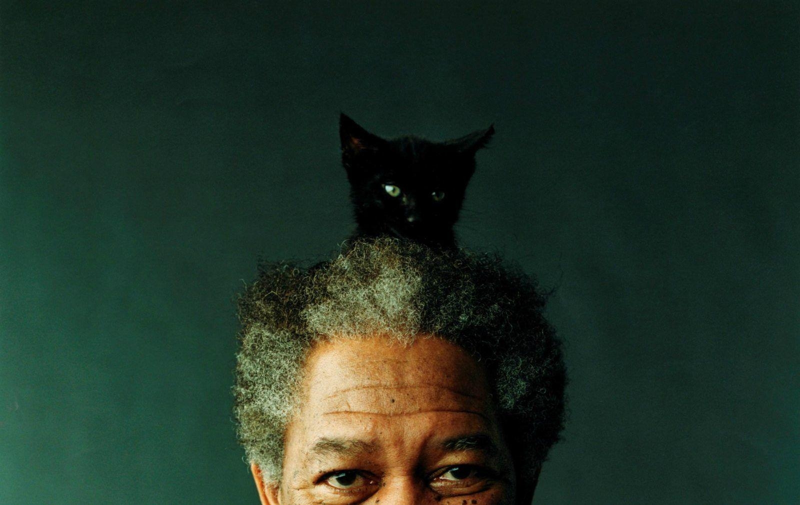 1600x1020 Morgan Freeman Cat Hat, Desktop