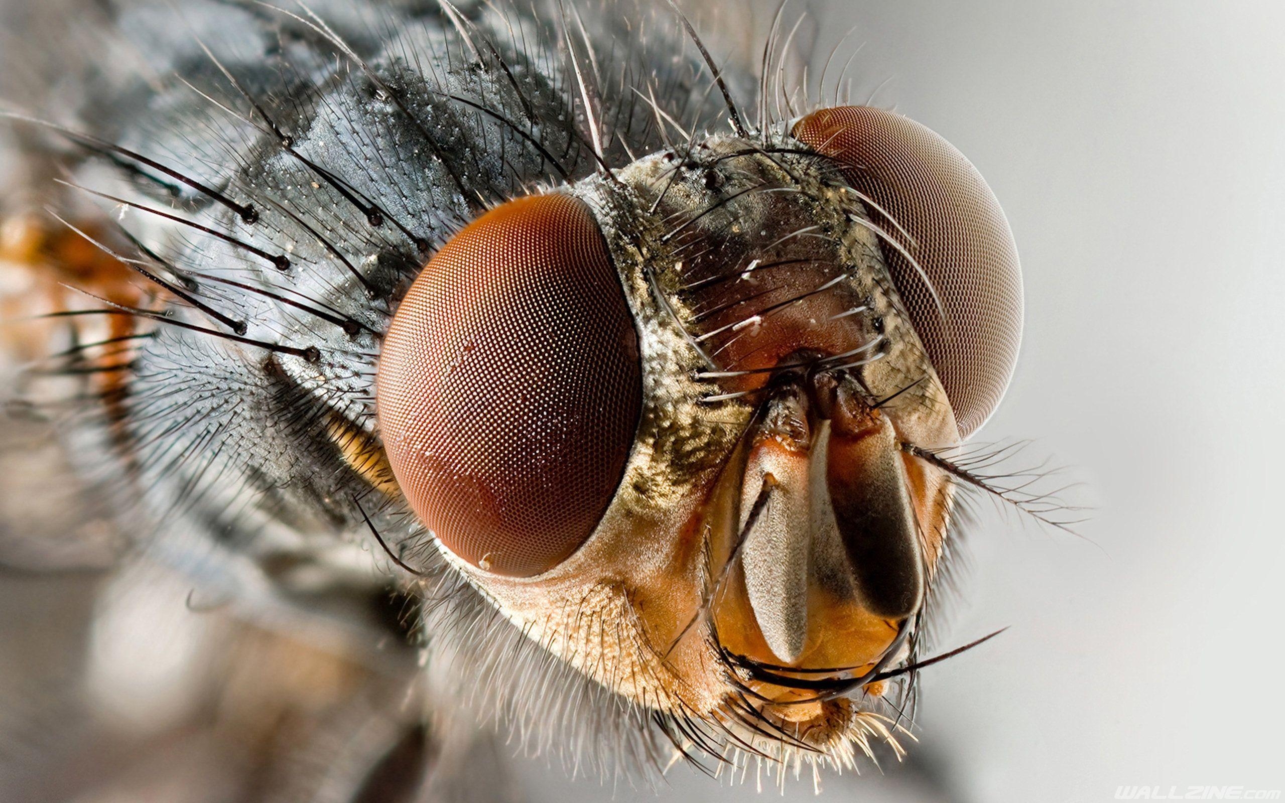 2560x1600 Fly Zoom Wallpaper. Get rid of flies, Spirit animal totem, Desktop