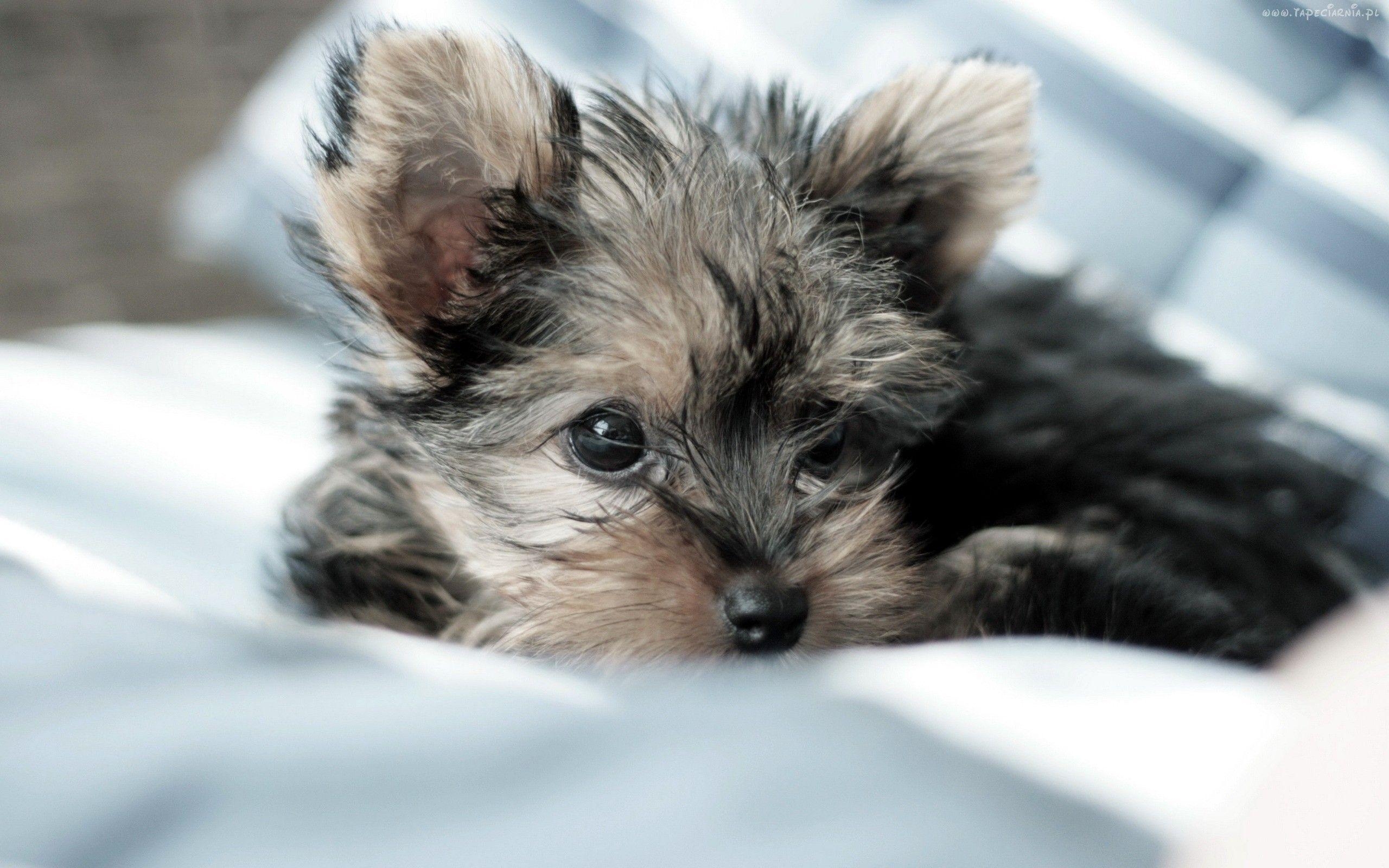 2560x1600 Yorkie Puppies, High Definition, High Quality, Widescreen, Desktop