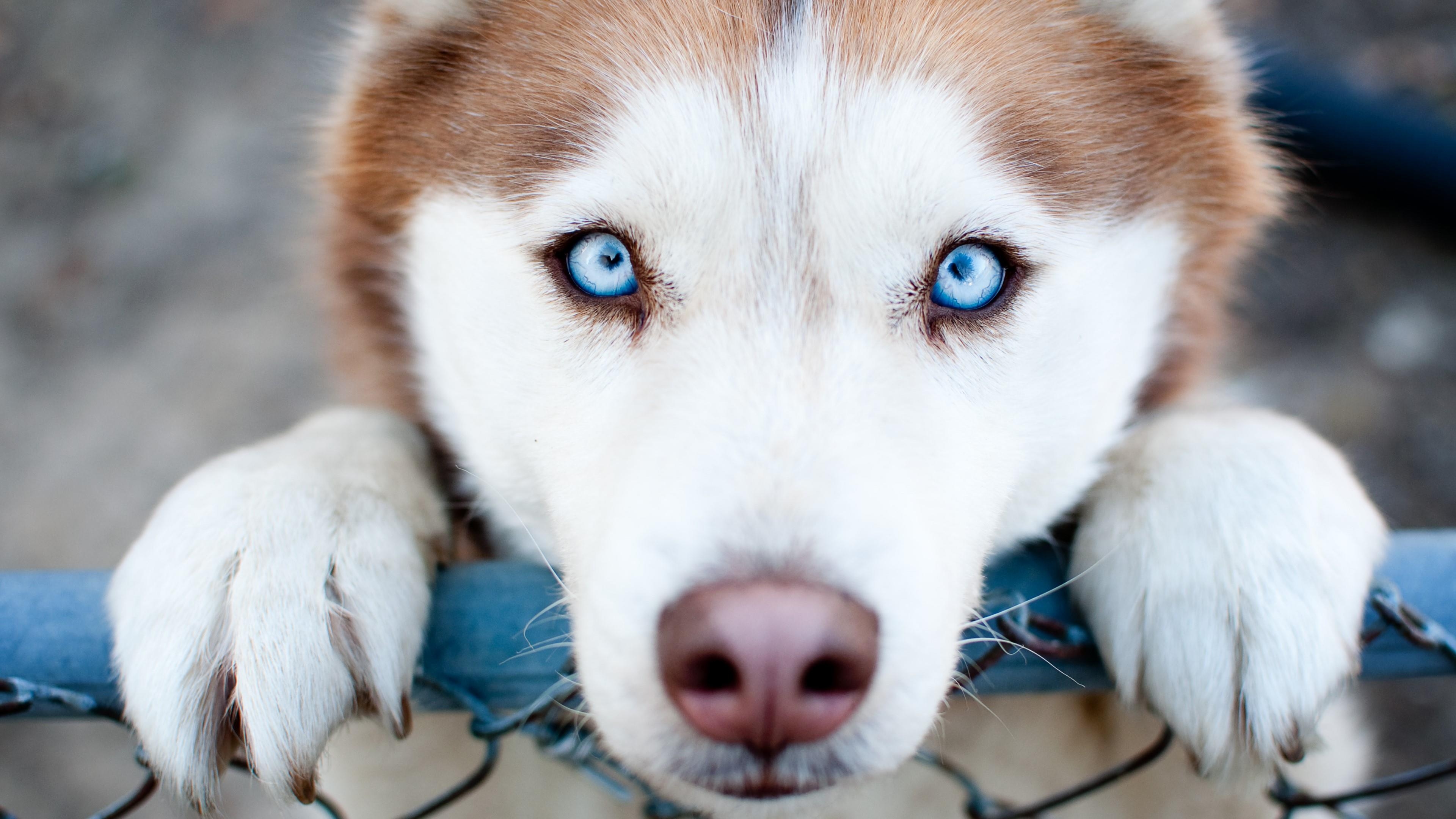 3840x2160 Husky Puppy, Desktop