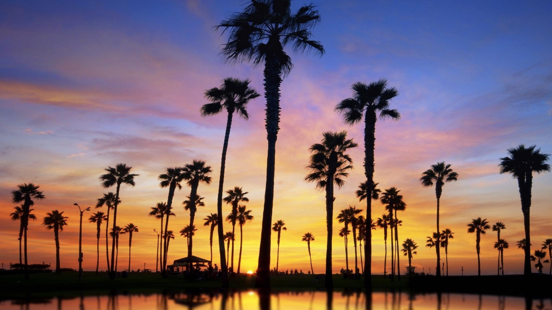 1920x1080 Palm Trees Wallpaper, Desktop