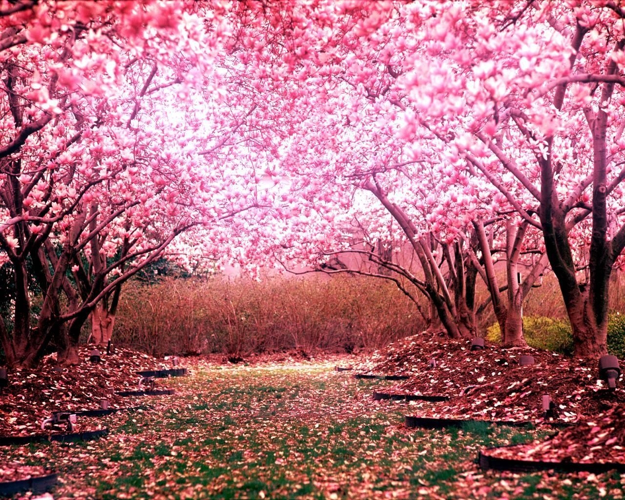 1280x1030 cherry blossom landscape wallpaper. Cherry blossom background, Cherry blossom wallpaper, Spring wallpaper, Desktop