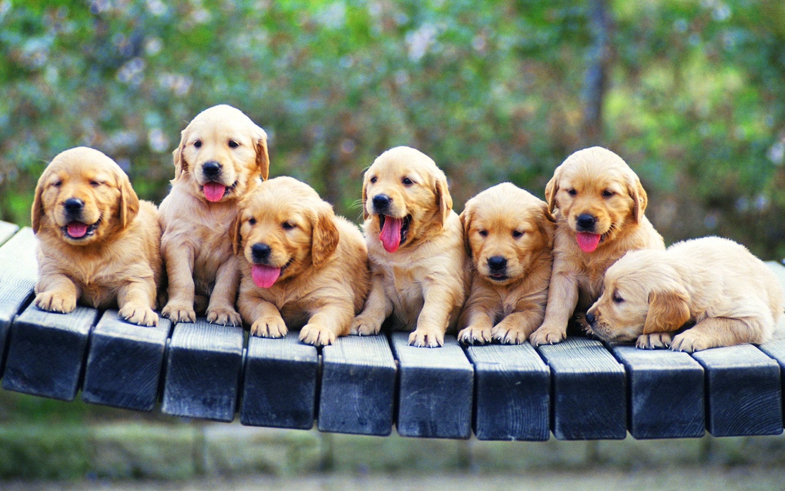 2560x1600 Flowers and Puppies Wallpaper, Desktop