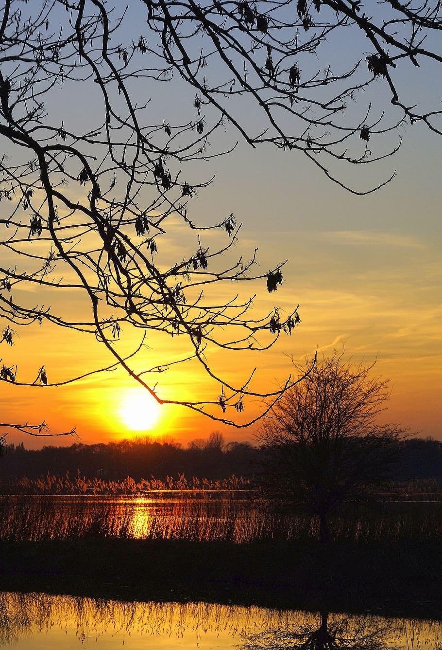 910x1340 HD wallpaper: sunset, branches, aesthetic, nature, orange, portrait, lake, Phone