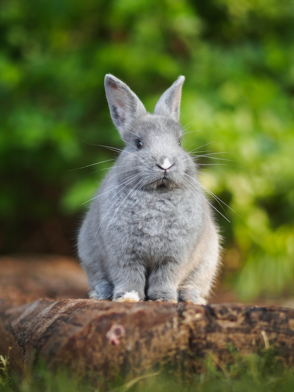 1000x1340 Rabbit Picture [HD]. Download Free Image, Phone