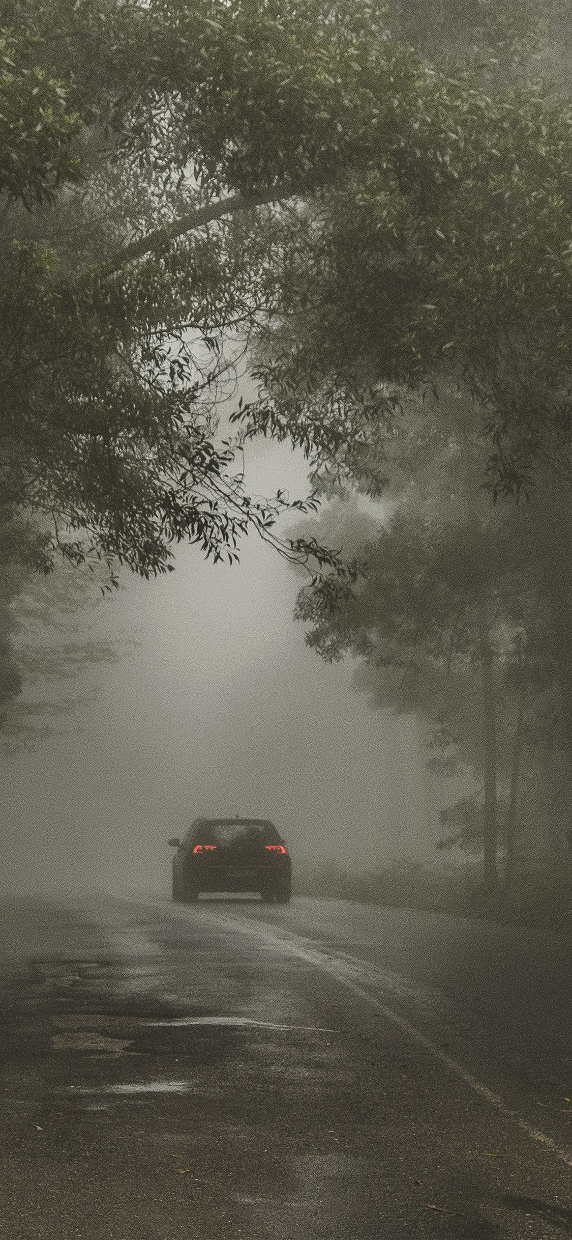 1130x2440 iPhone X wallpaper. forest street wood dark nature car, Phone