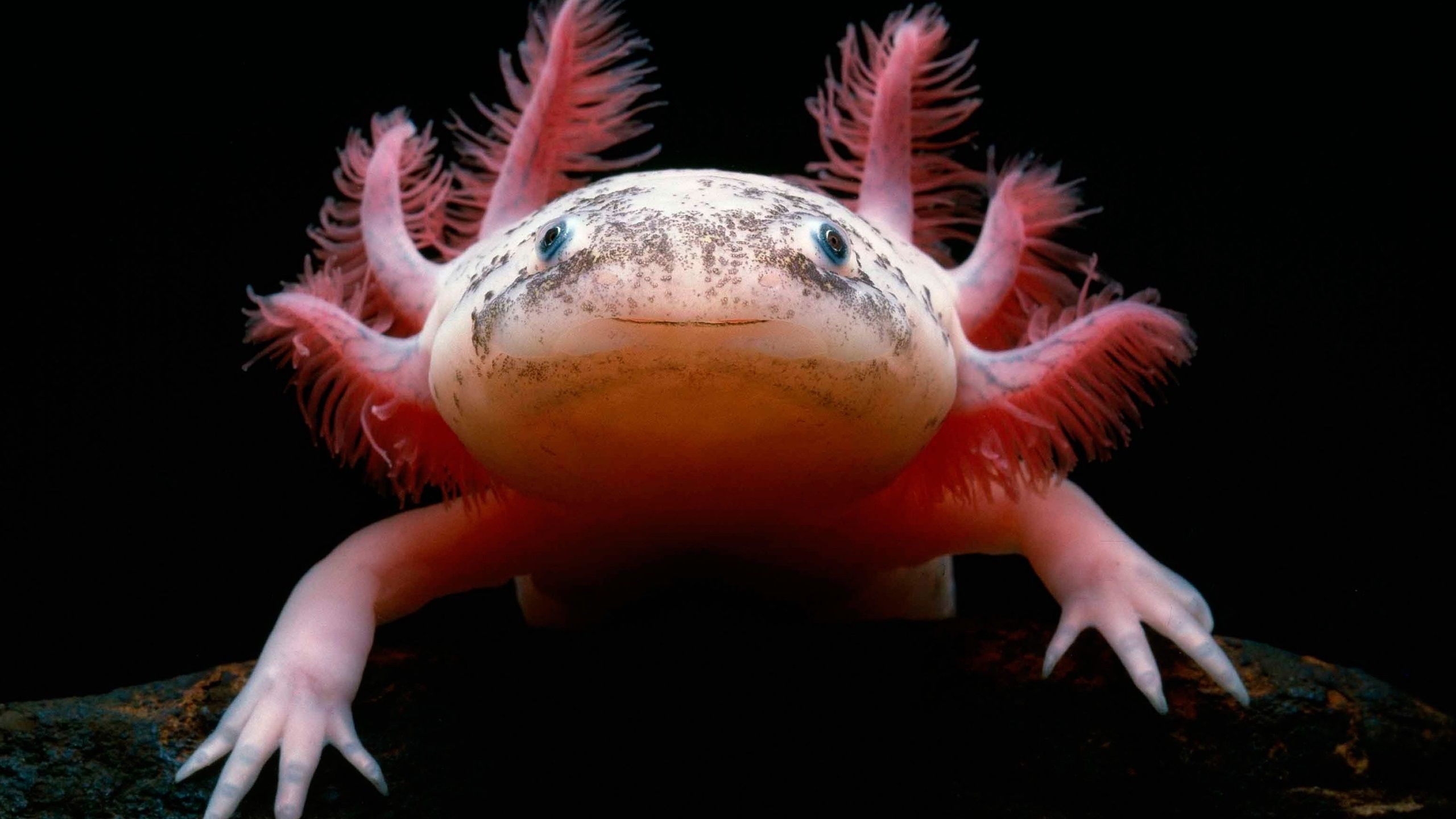 2560x1440 Wallpaper Cute axolotl, Mexican Salamander  QHD Picture, Image, Desktop