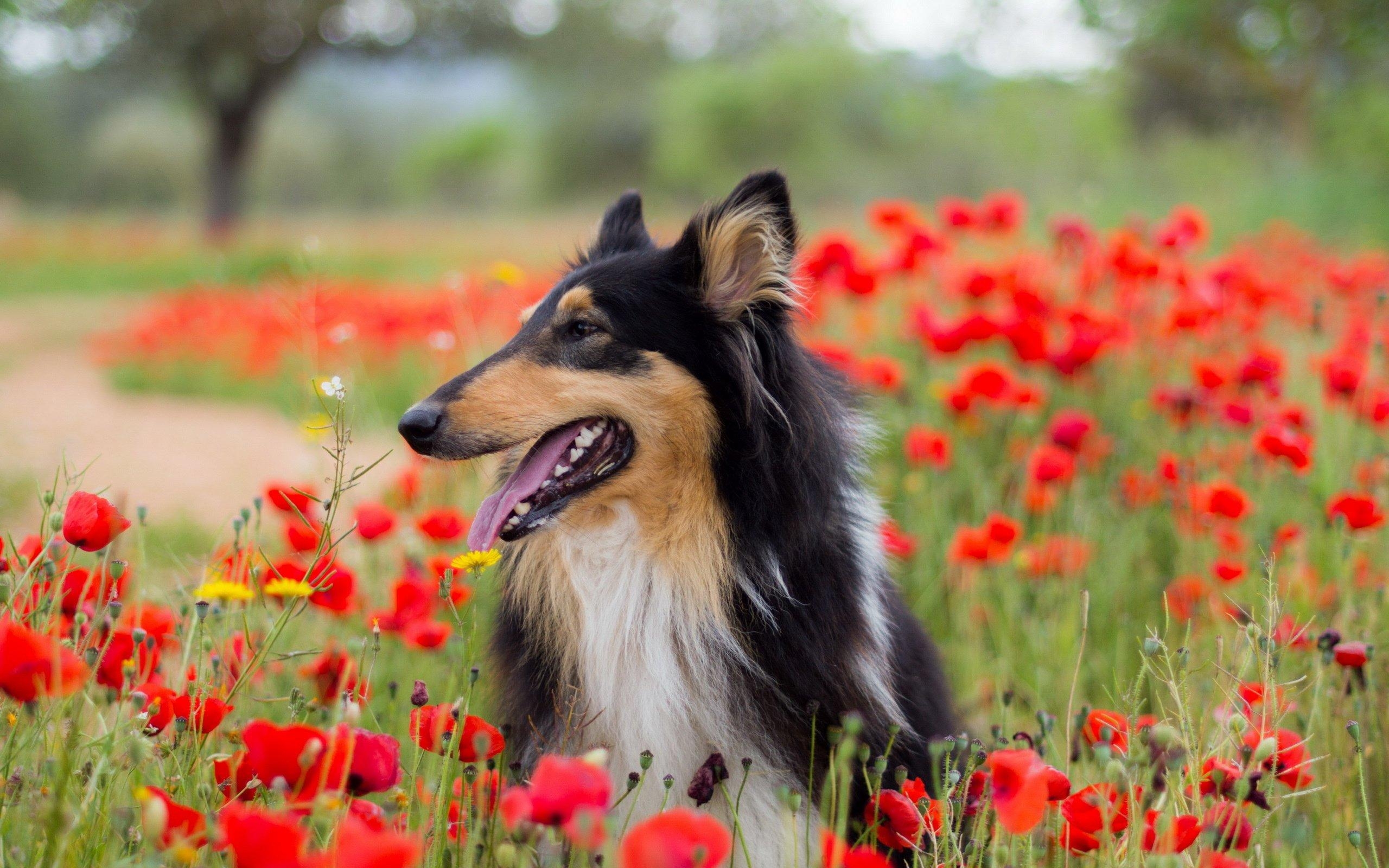 2560x1600 dog, Flowers, Flower, Spring, Meadow Wallpaper HD / Desktop, Desktop