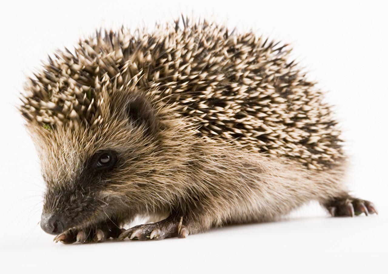 1280x910 Hedgehogs Closeup Animals White background, Desktop