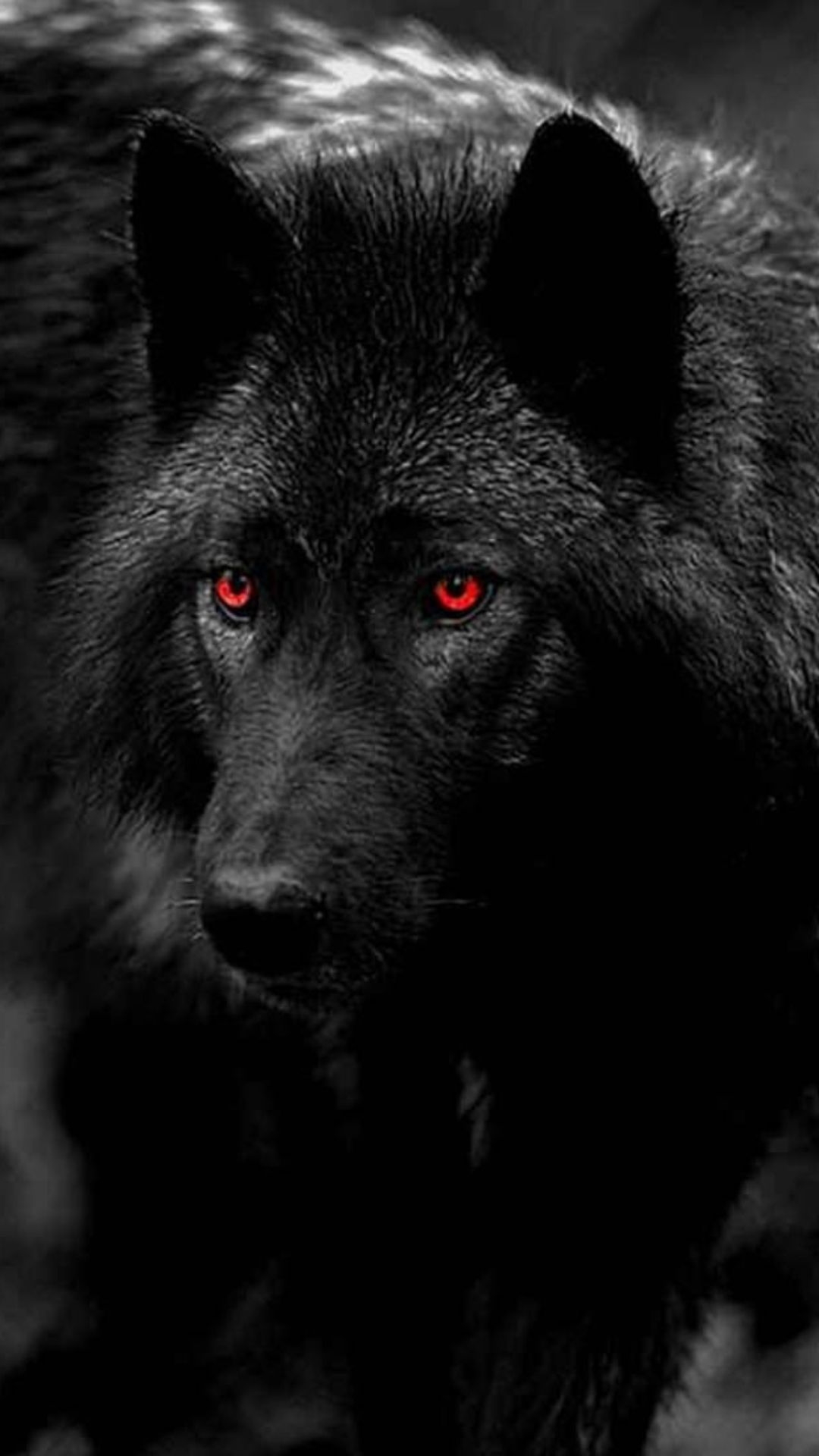 1080x1920 Black Wolf Wallpaper, Phone