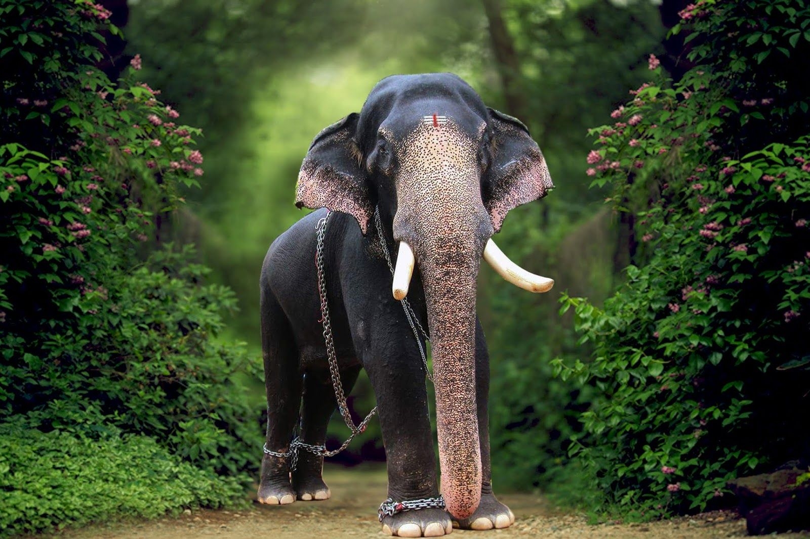 1600x1070 Kerala Elephants Image. Kerala elephants wallpaper HD. Kerala elephant photo and names, Desktop