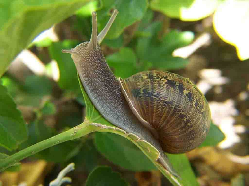 1030x770 Free Snail Wallpaper download, Desktop