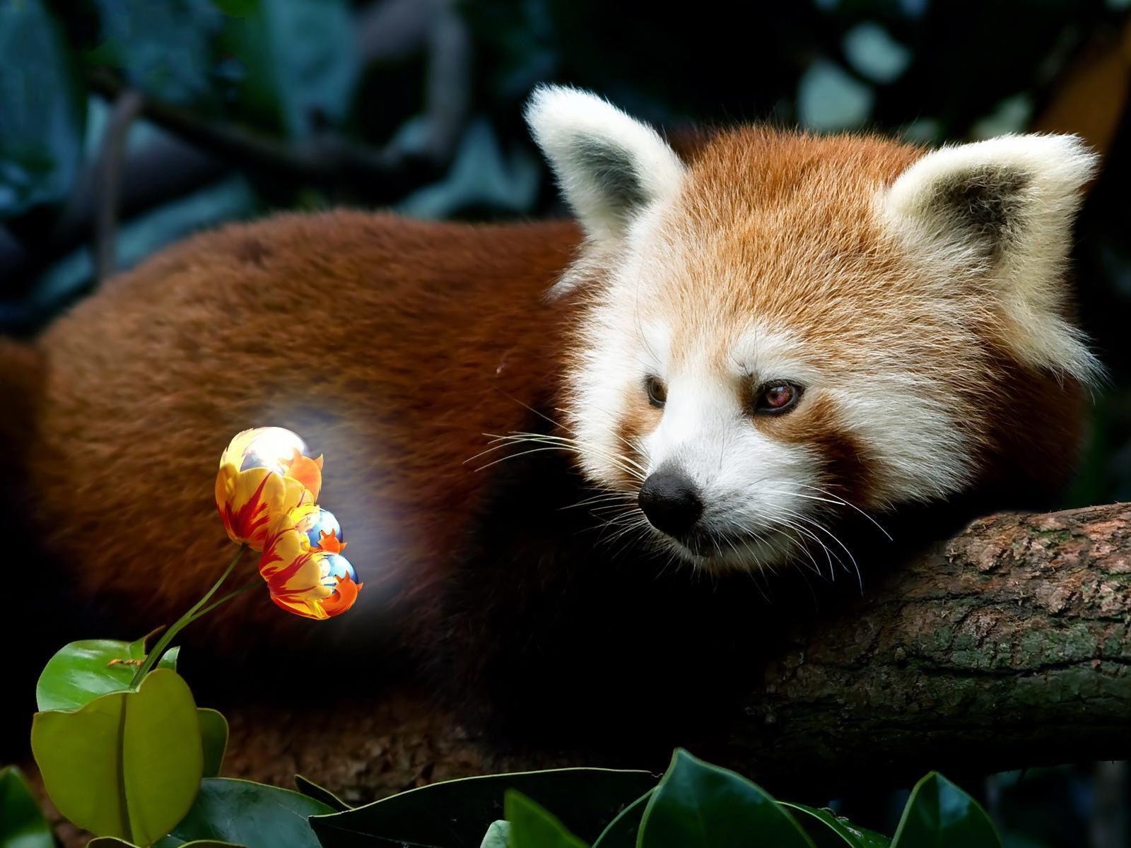 1600x1200 HD Wallpaper:  Animals Red Panda Firefox Full HD, Desktop