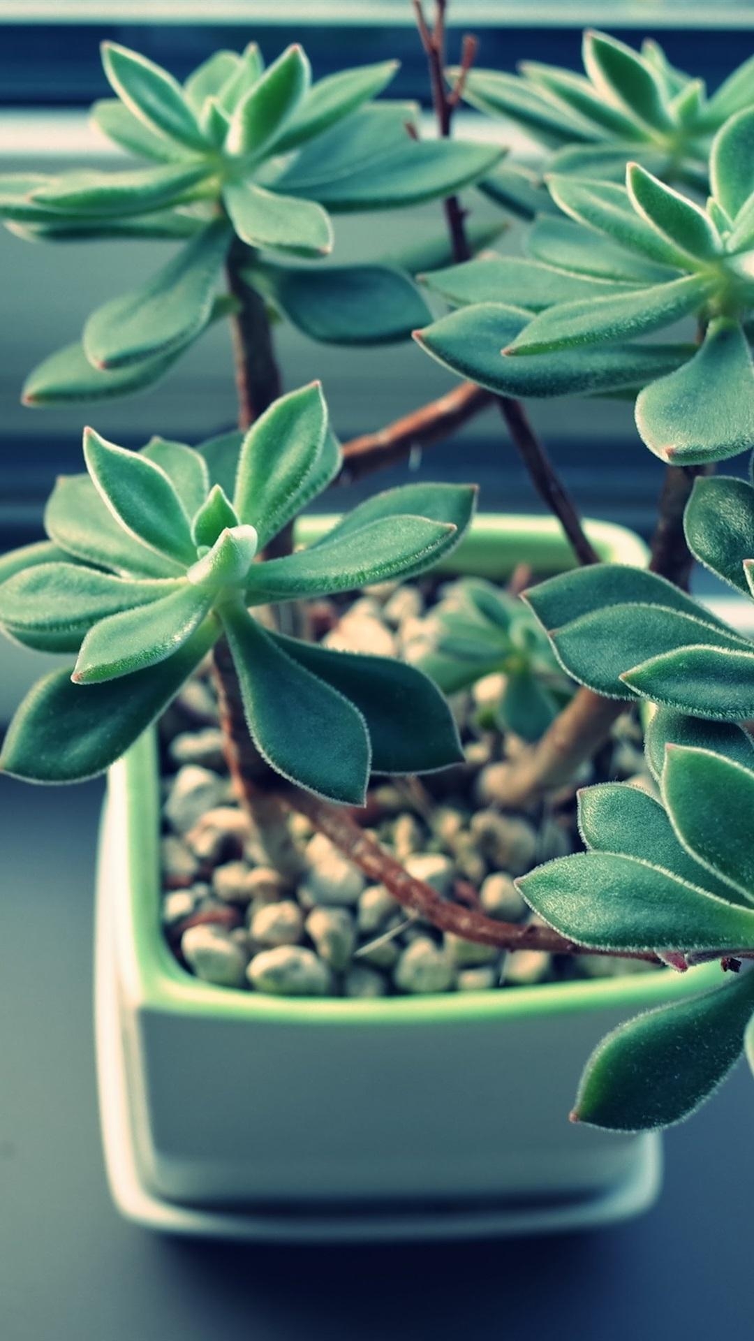 1080x1920 Houseplant, Succulent Plants, Leaves  IPhone 8 7 6, Phone