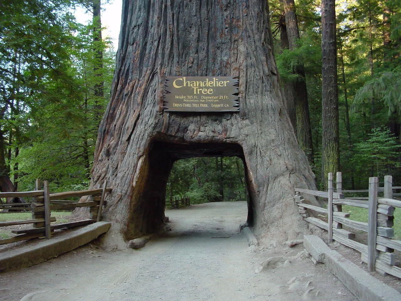 1280x960 Redwood National Park. Wallpaper Unlimited: Redwood National, Desktop