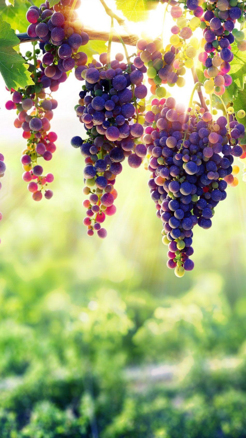 950x1690 Grapes 4K Ultra HD Mobile Wallpaper. Grape wallpaper, Fruit wallpaper, 8k wallpaper, Phone