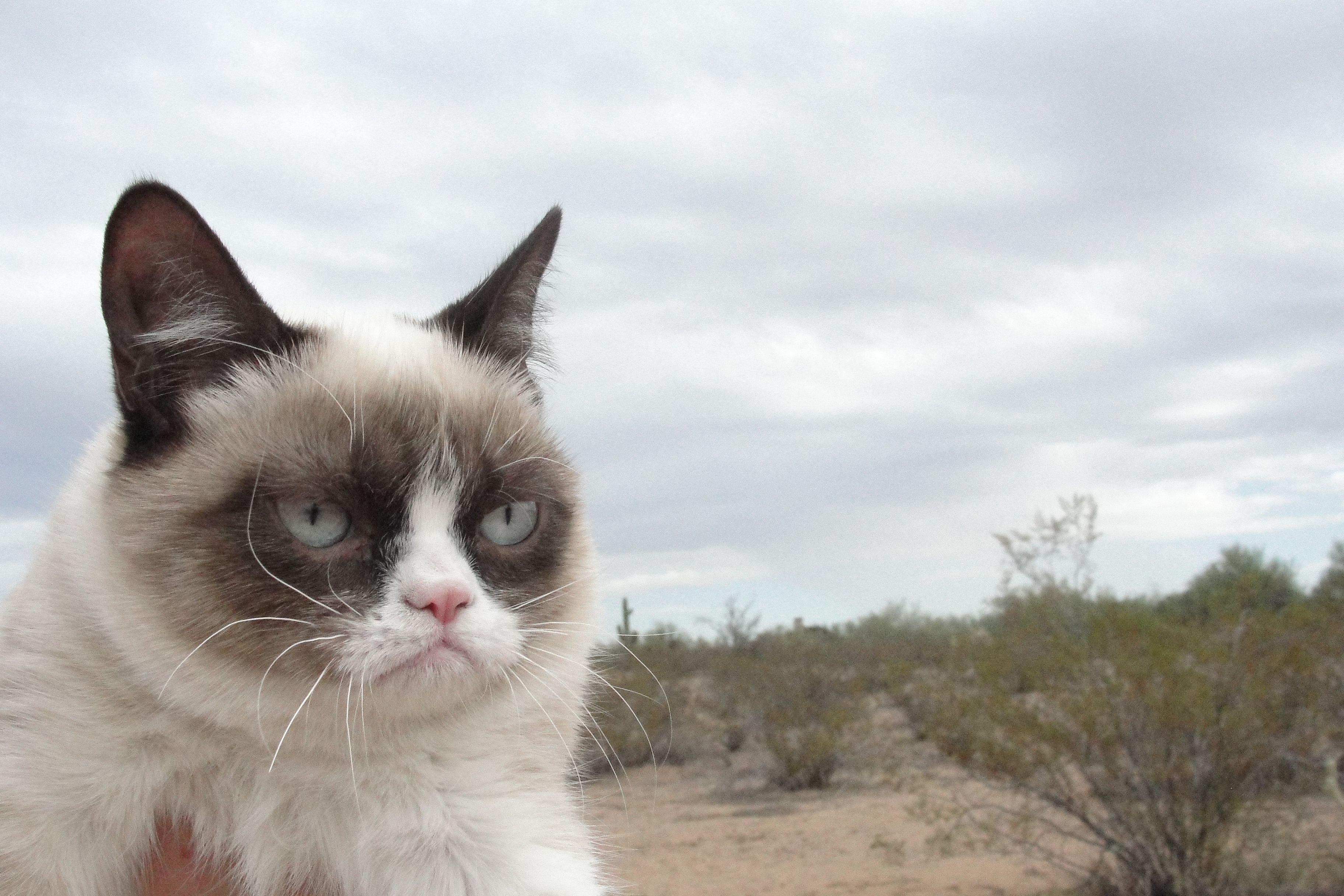 3650x2440 Tard The Grumpy Cat Computer Wallpaper, Desktop Background, Desktop