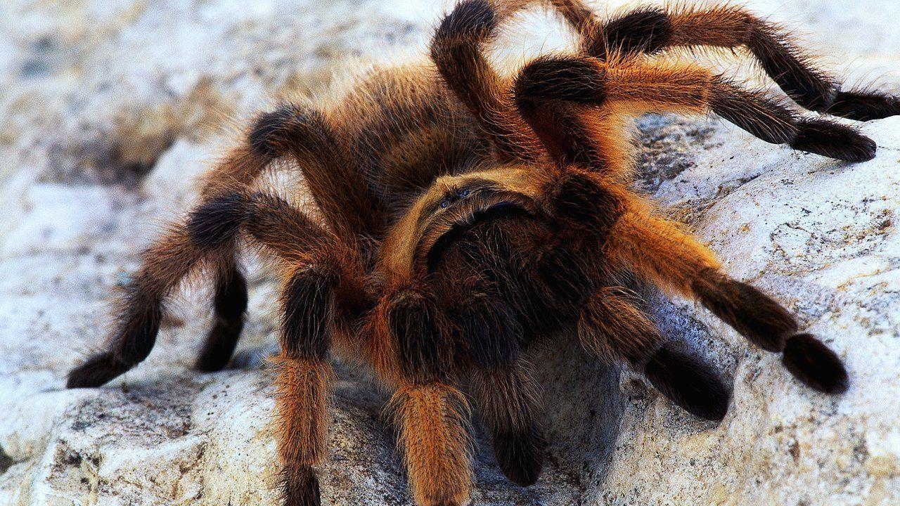 1280x720 Tarantula HD Wallpaper, Desktop