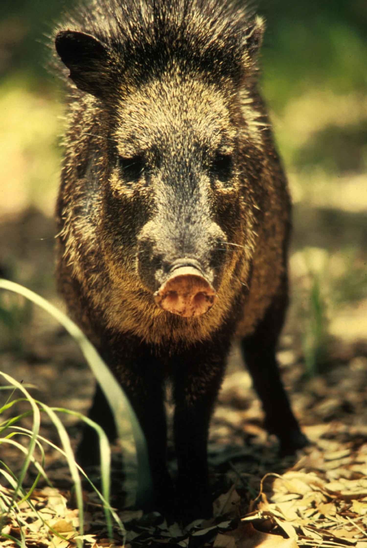 1500x2240 Free picture: peccary, javelina, wild, boar, skunk, pig, Phone