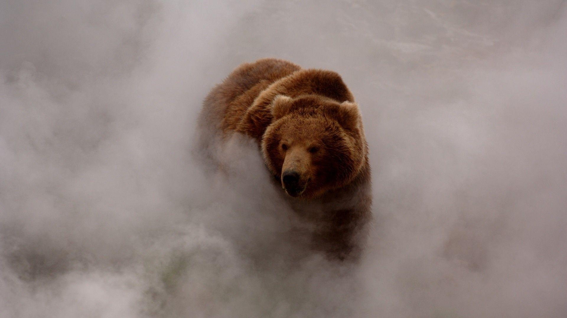 1920x1080 mist, Nature, Grizzly Bears Wallpaper HD / Desktop and Mobile, Desktop