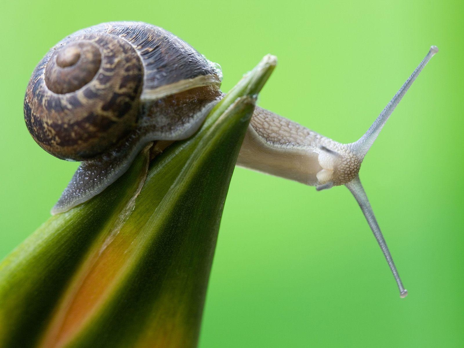 1600x1200 Snail. Snail image, Snail, Animals, Desktop