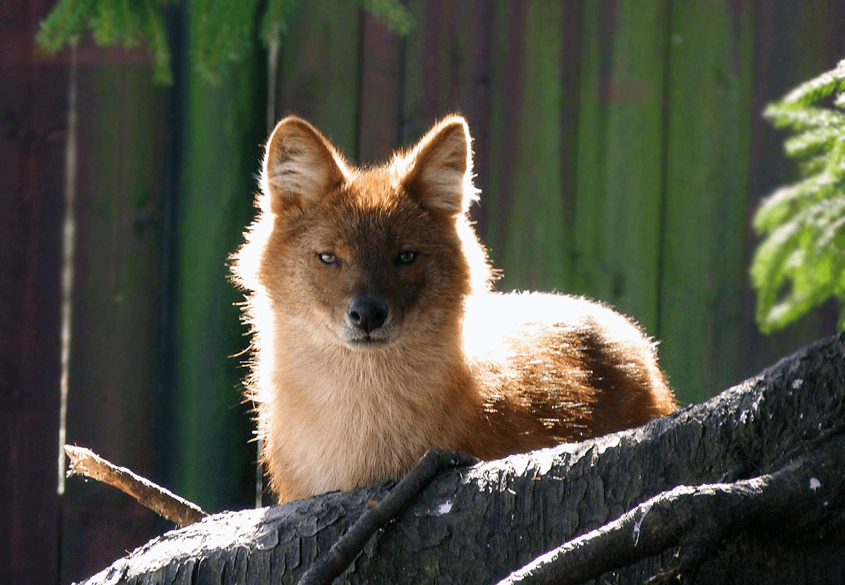 1200x840 Dhole Wallpaper. Dhole Wallpaper, Desktop