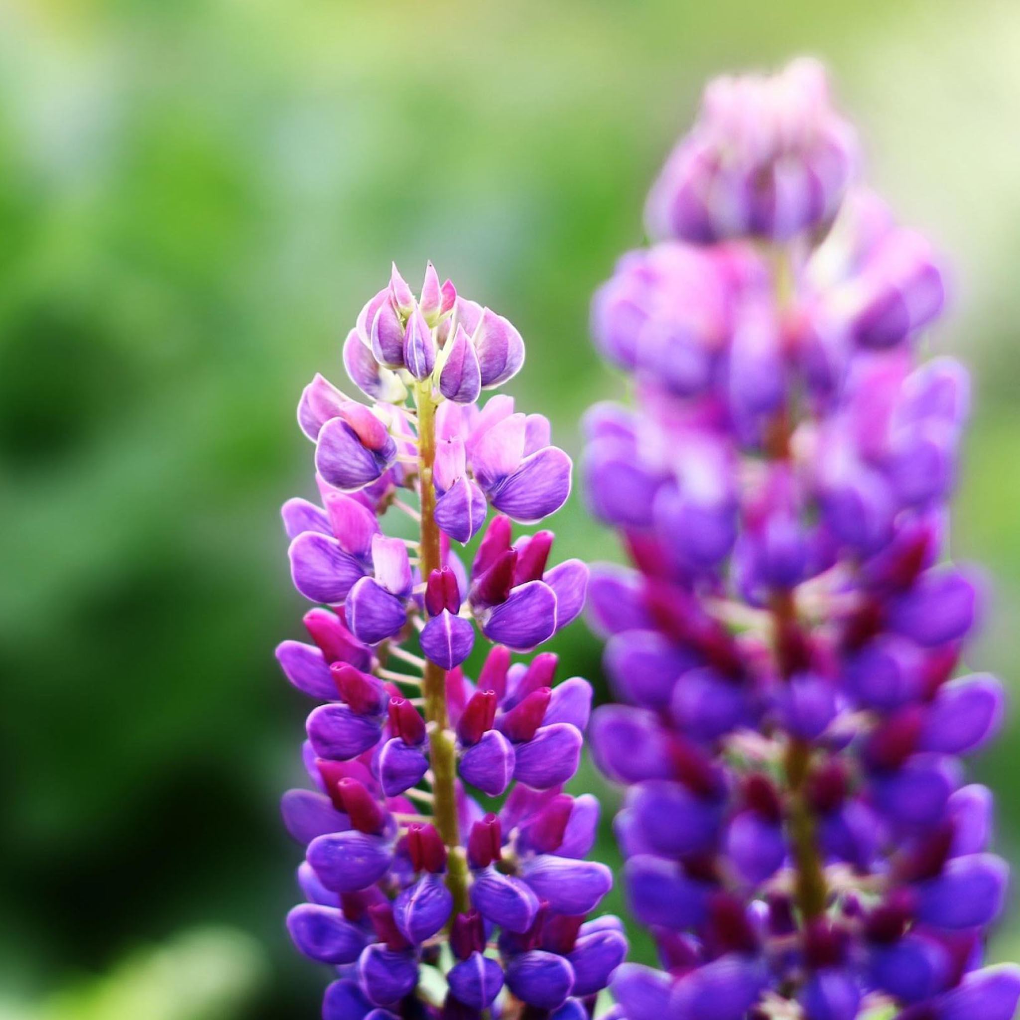 2050x2050 Purple Flowers Nature Plant / HD iPad Wallpaper, Phone