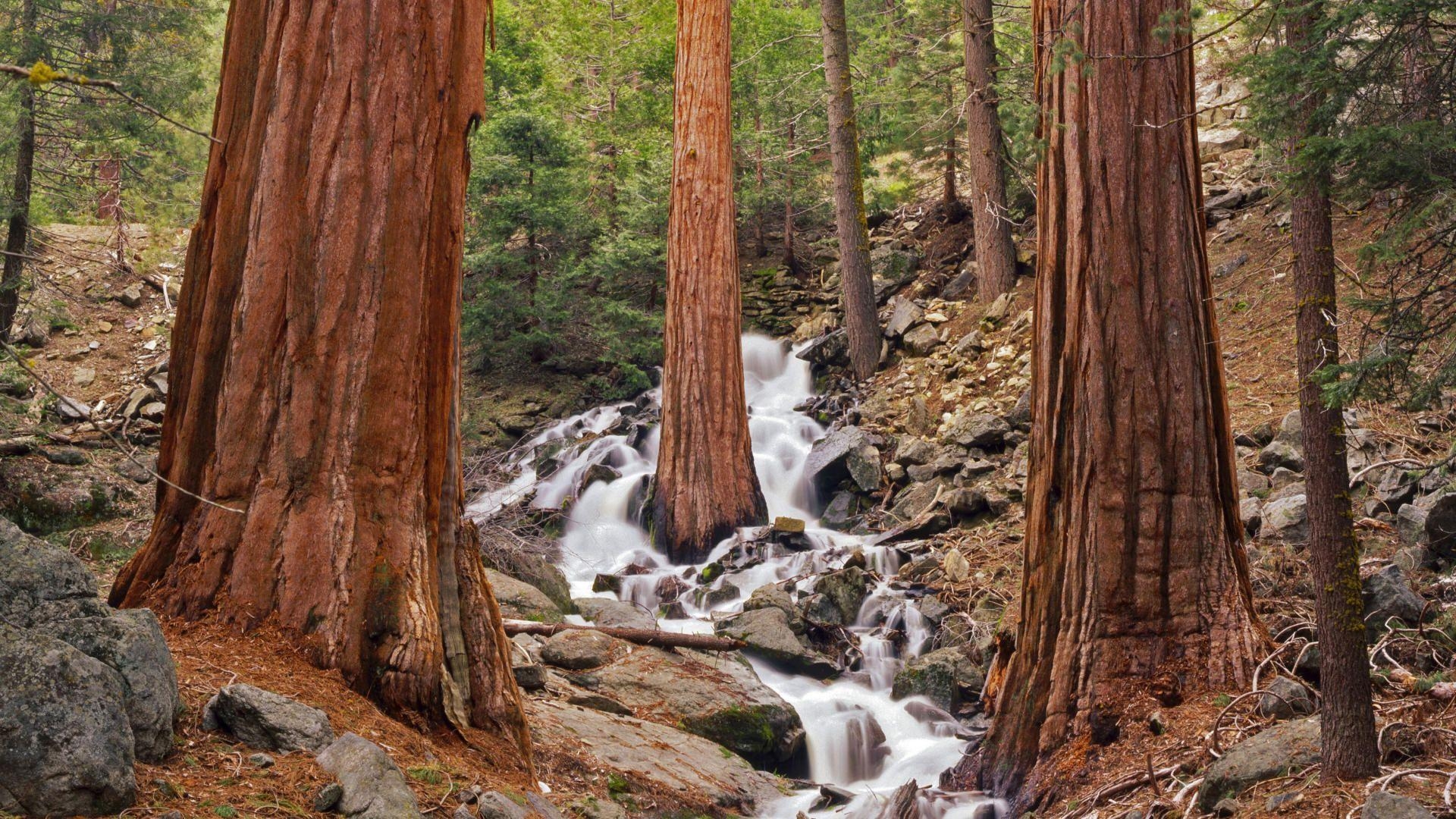 1920x1080 Sequoia National Forest, Desktop