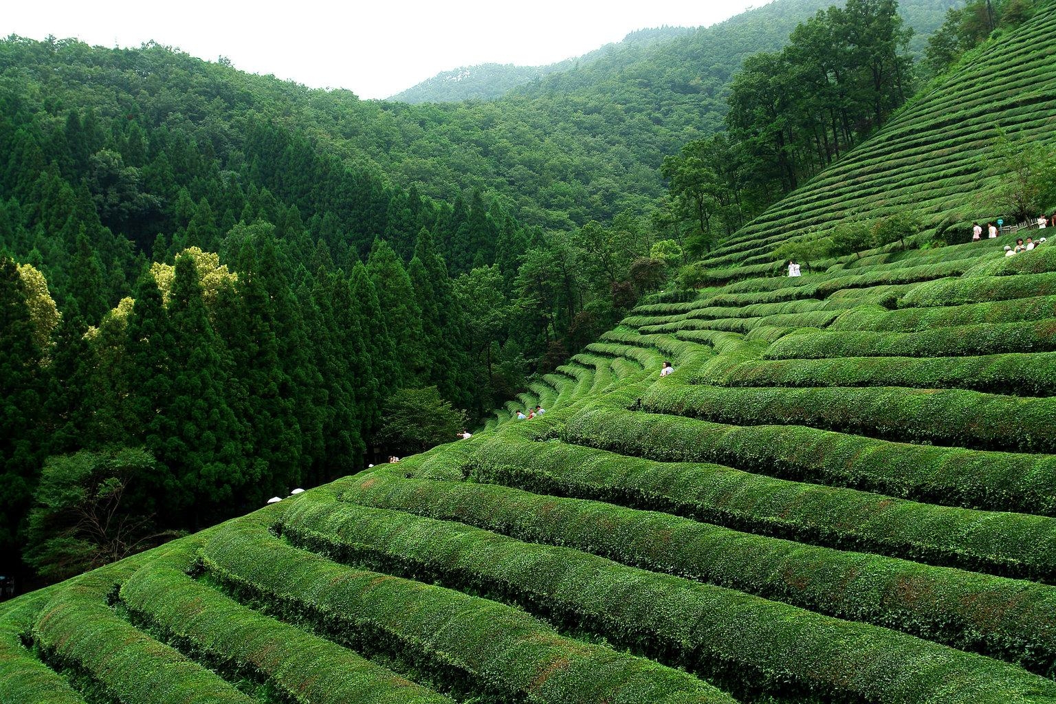 1540x1030 Stunning Picture of South Korea's Tea Plantations, Desktop