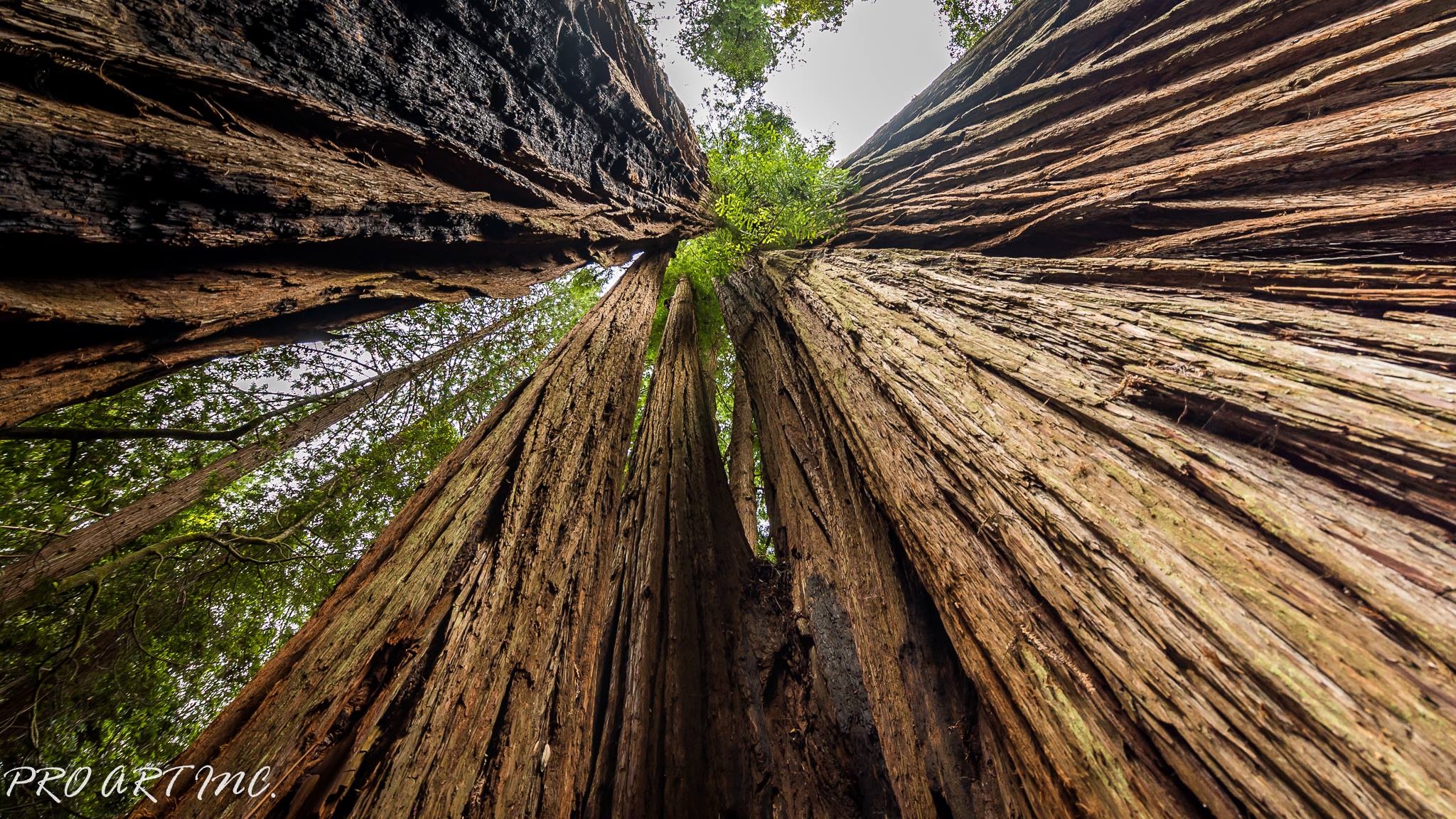 2050x1160 Tall Trees Grove Trail, Redwood, Desktop