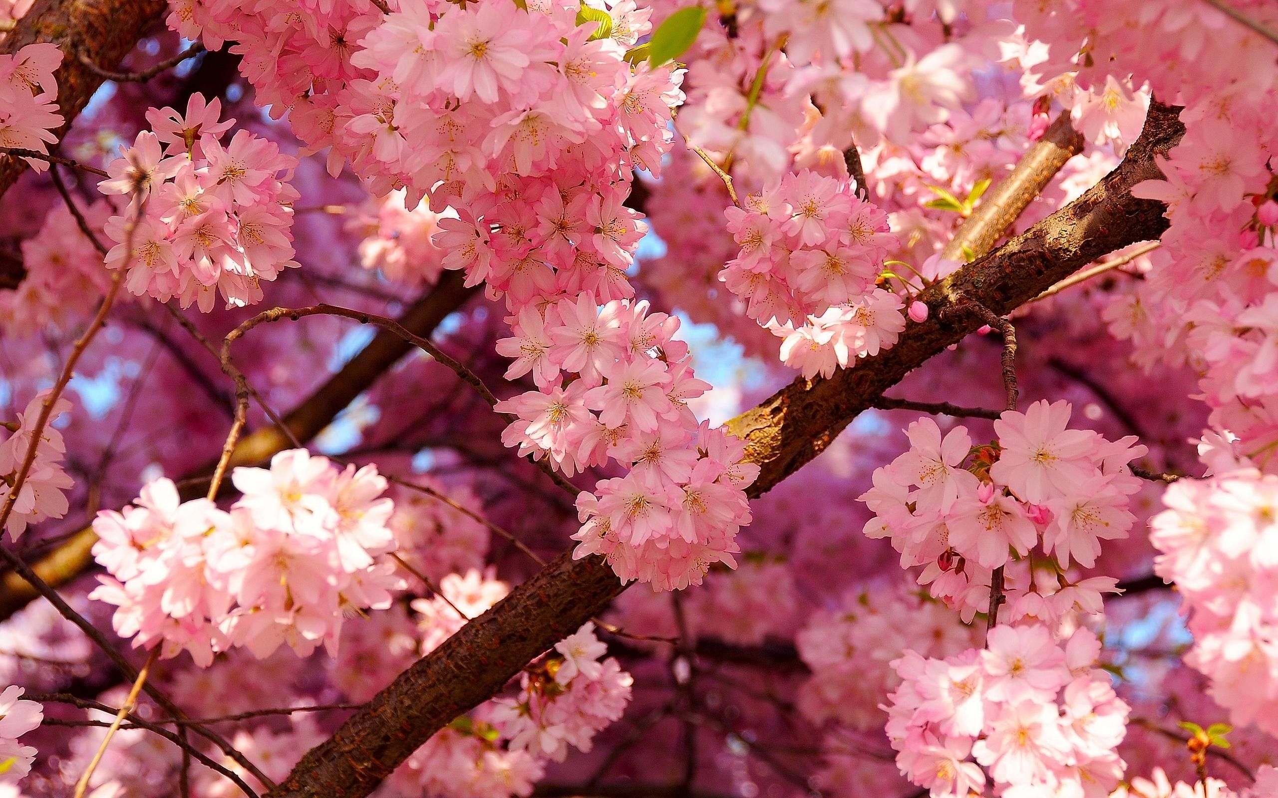 2560x1600 Cherry Aesthetic Desktop Wallpaper Free Cherry Aesthetic, Desktop