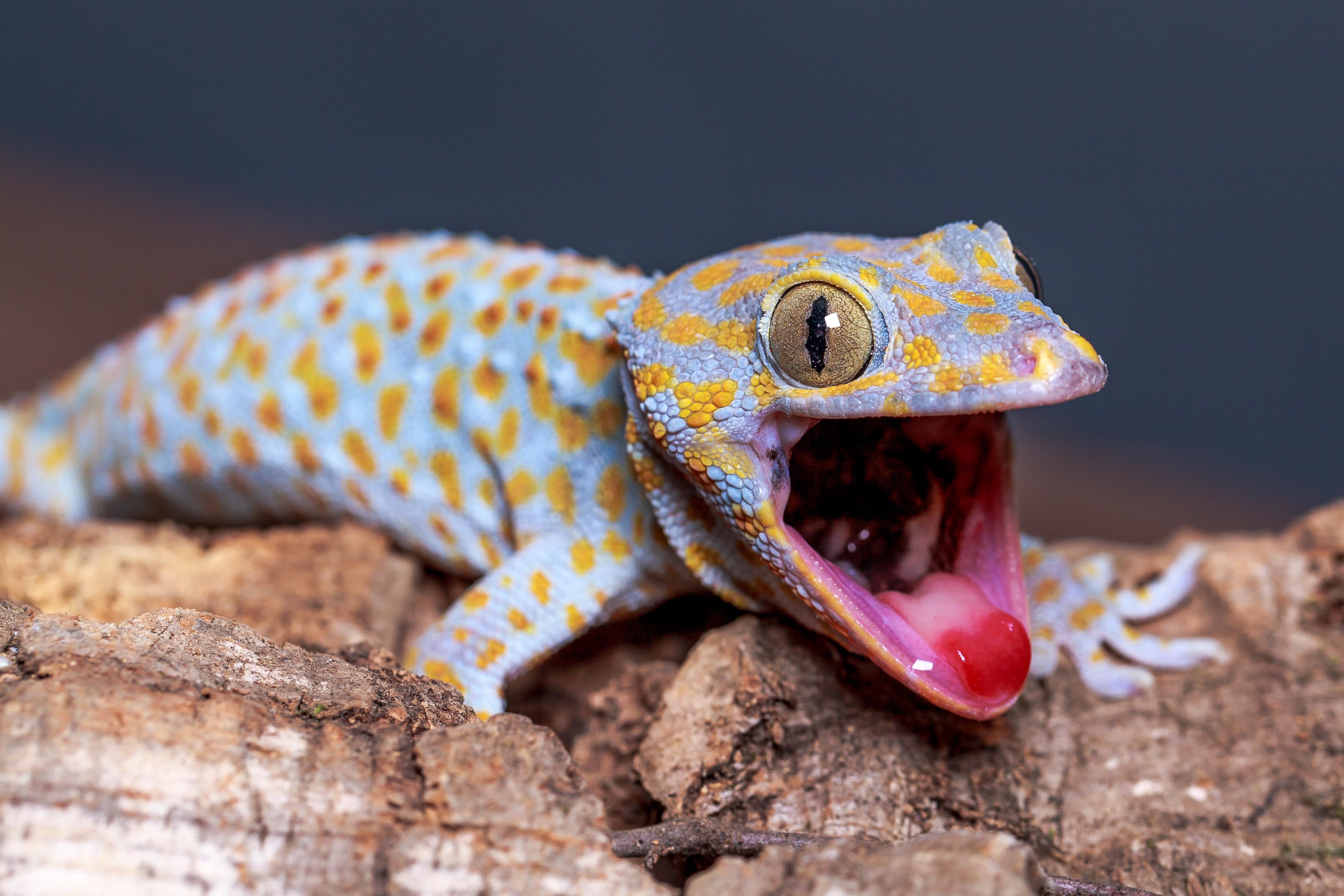 4430x2950 Tokay gecko HD Wallpaper and Photo, Desktop