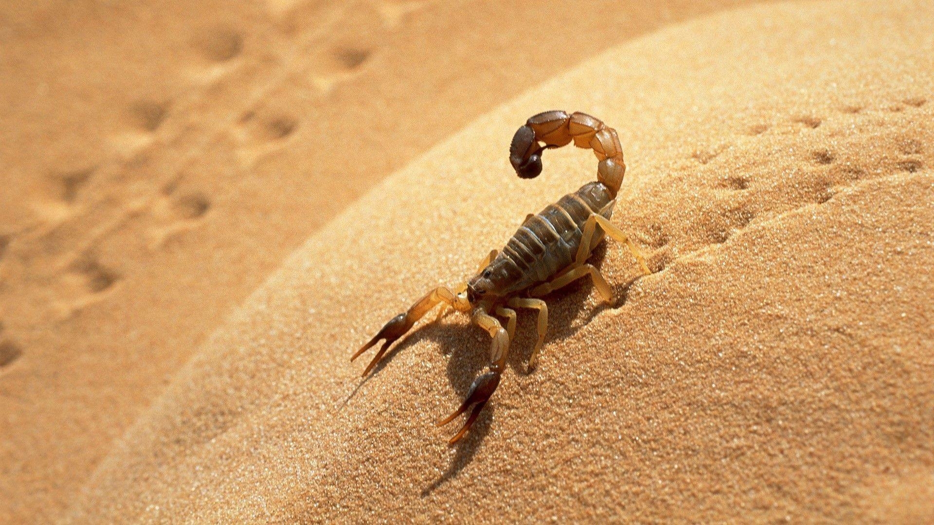 1920x1080 Scorpion HD Desktop Wallpaper, Desktop