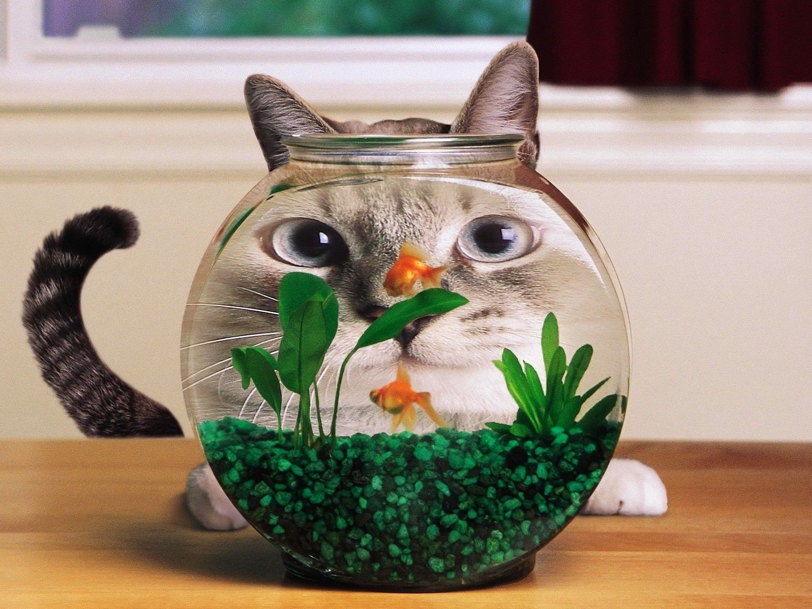 1600x1200 Funny Cat And Fish Wallpaper in Animals PicsPaper.com. Funny cat wallpaper, Cute funny animals, Funny cat photo, Desktop