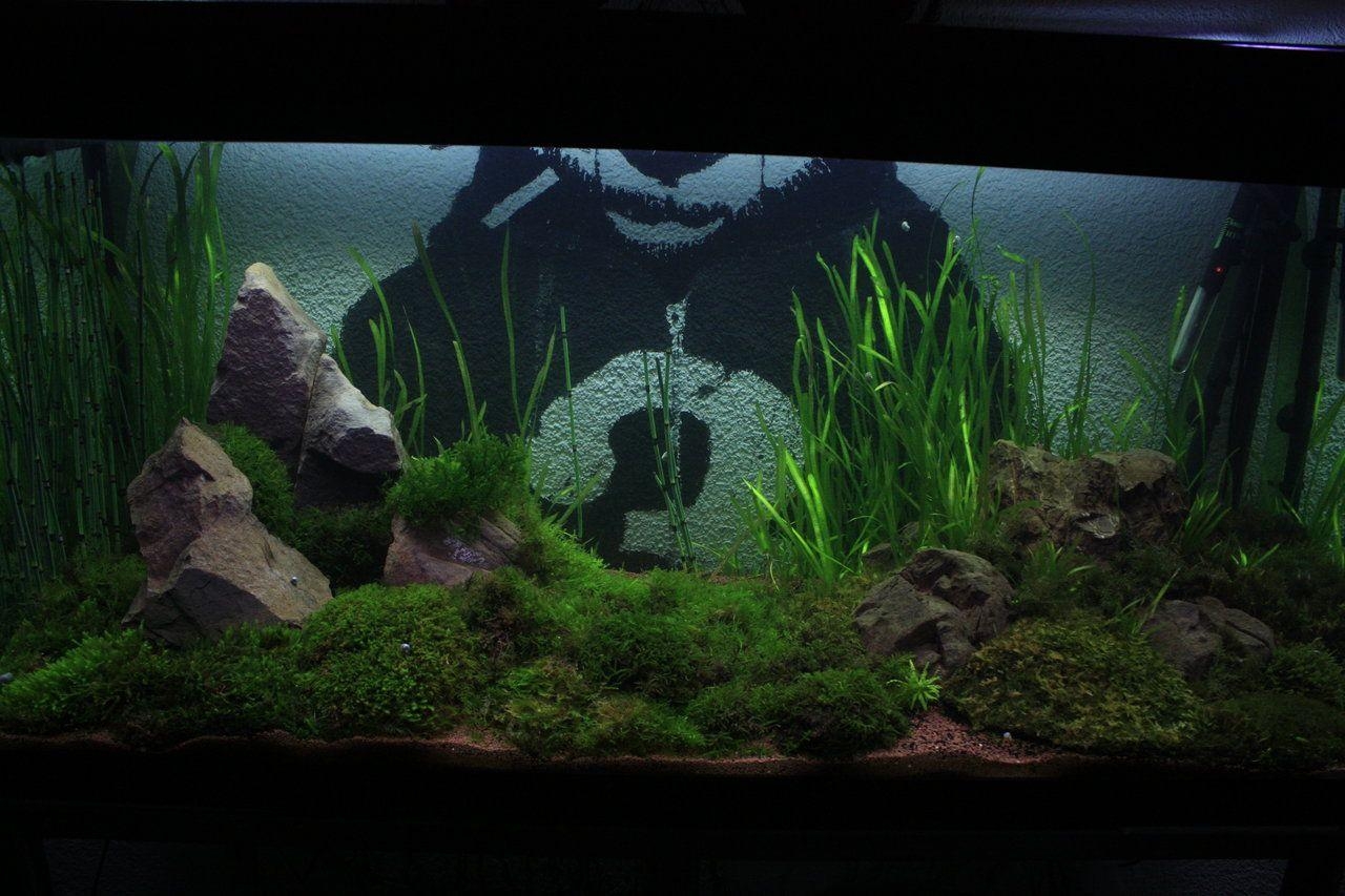 1280x860 HD wallpaper model aquarium aquascape wallhdiii.gq, Desktop