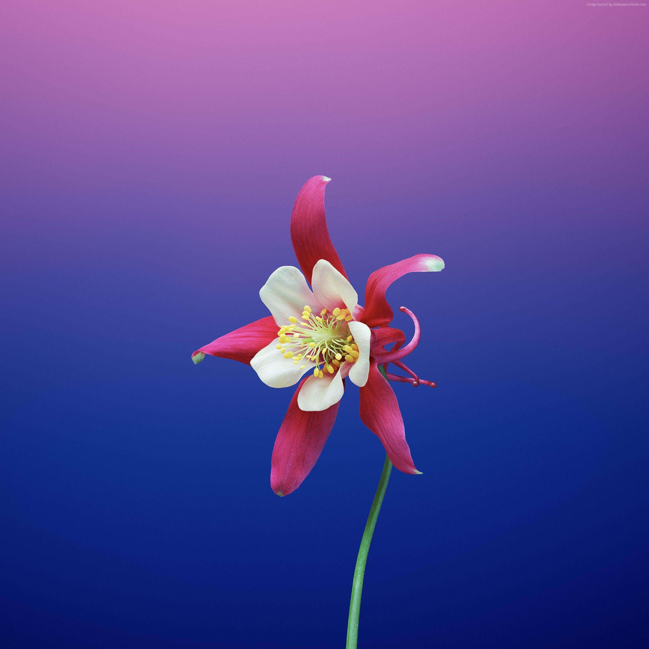 2530x2530 Wallpaper iPhone X wallpaper, iPhone flower, iOS retina, 4k, Phone