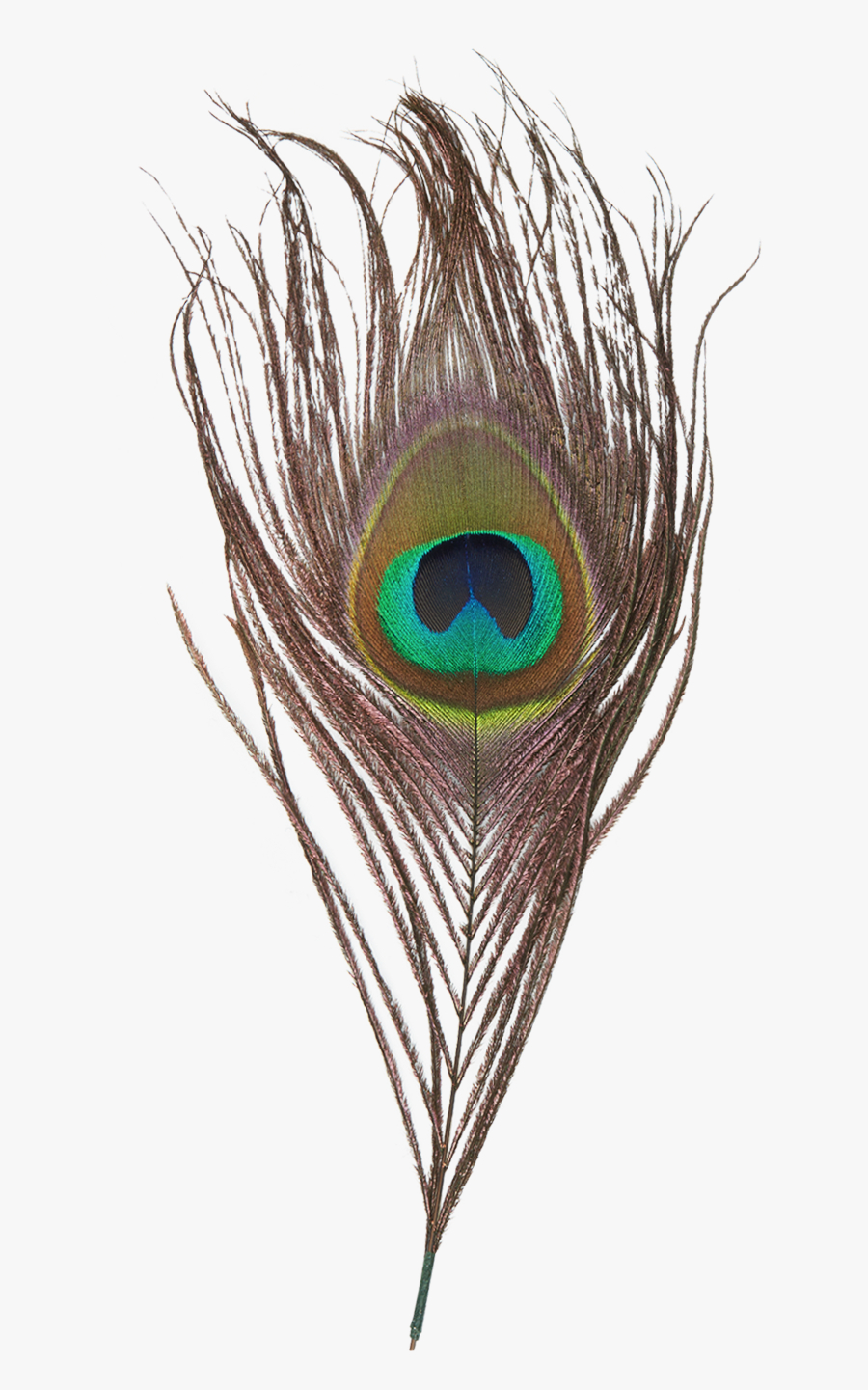 900x1450 Peacock Feather Png Transparent Image Feather Image, Phone