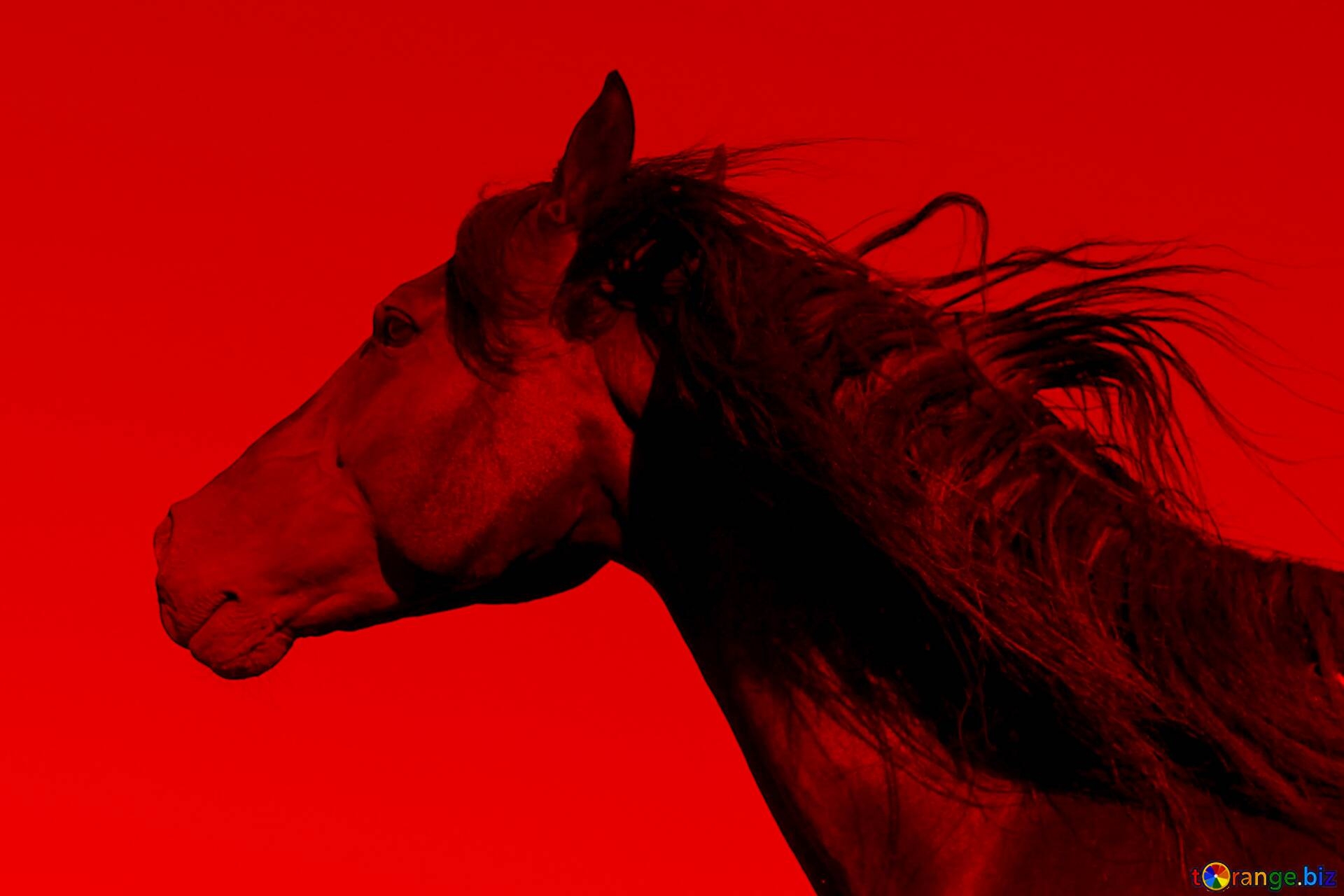 1920x1280 Download Free Picture Red Horse Portrait On CC BY License Free Image Stock TOrange.biz Fx №137550, Desktop