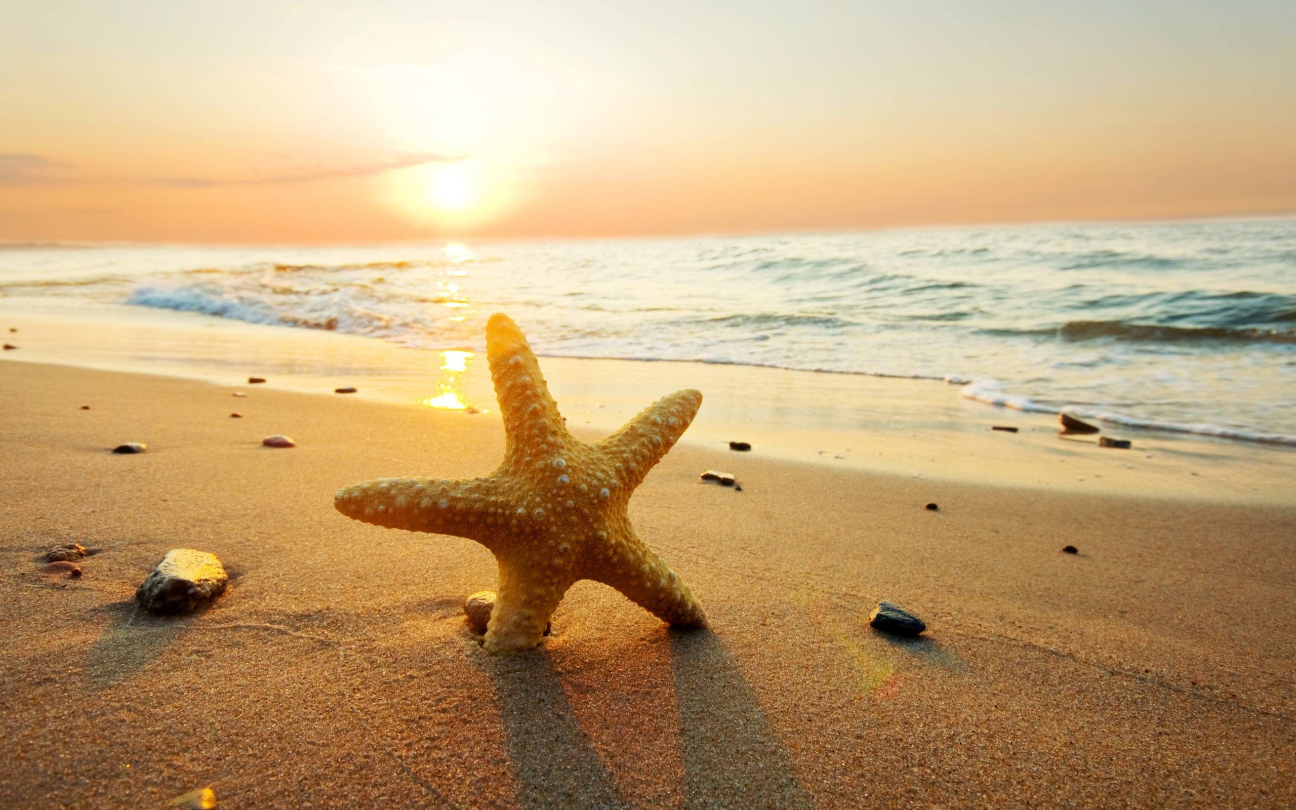 2560x1600 Starfish Computer Wallpaper, Desktop Background  Id: 270353, Desktop