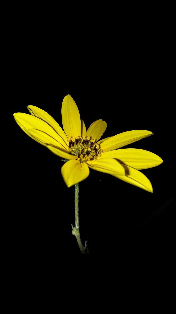 740x1310 Awesome Flower Yellow Nature Art Dark Minimal Simple Iphone6 Plus Wallpaper:: Minimalistic Wallpaper For IOS, Android A. Nature Art, Red Wallpaper, Fireworks Art, Phone