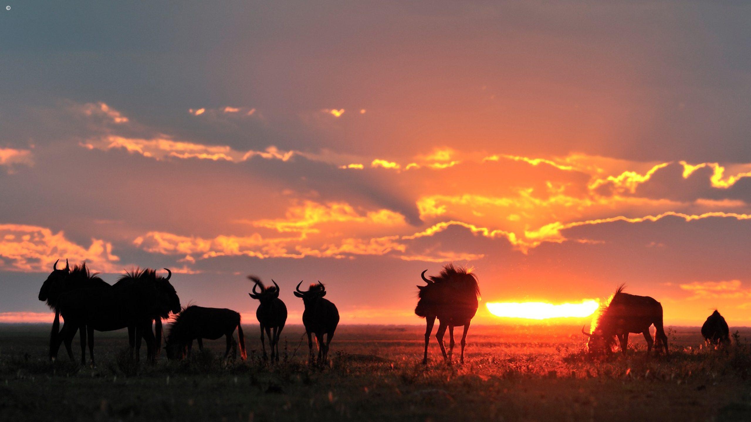 2560x1440 A Unique Zambian Safari to Liuwa Plain National Park, Desktop