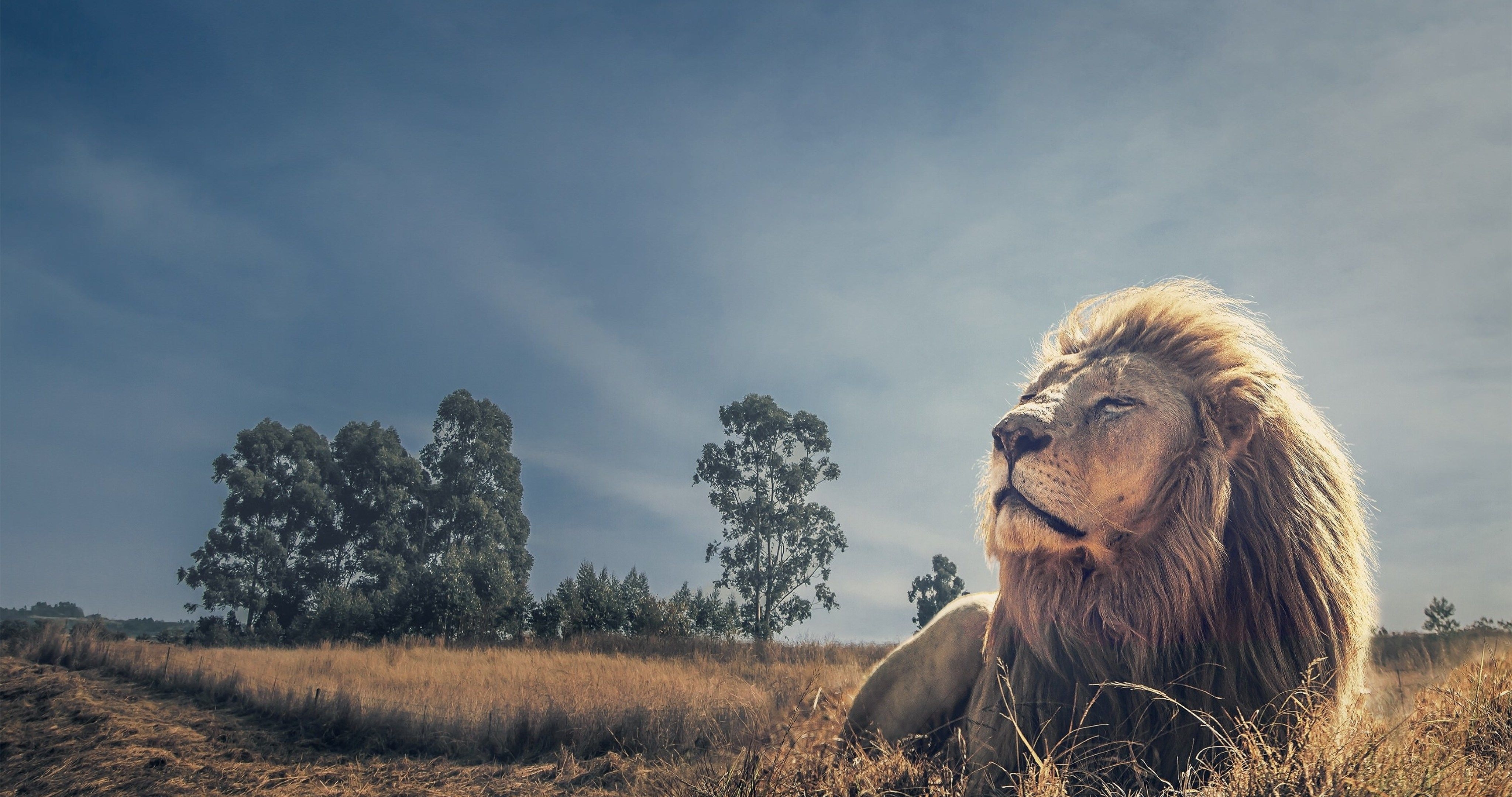 4100x2160 king of beasts 38 4k ultra HD wallpaper. Lion image, Lion photography, Wild animals photography, Desktop